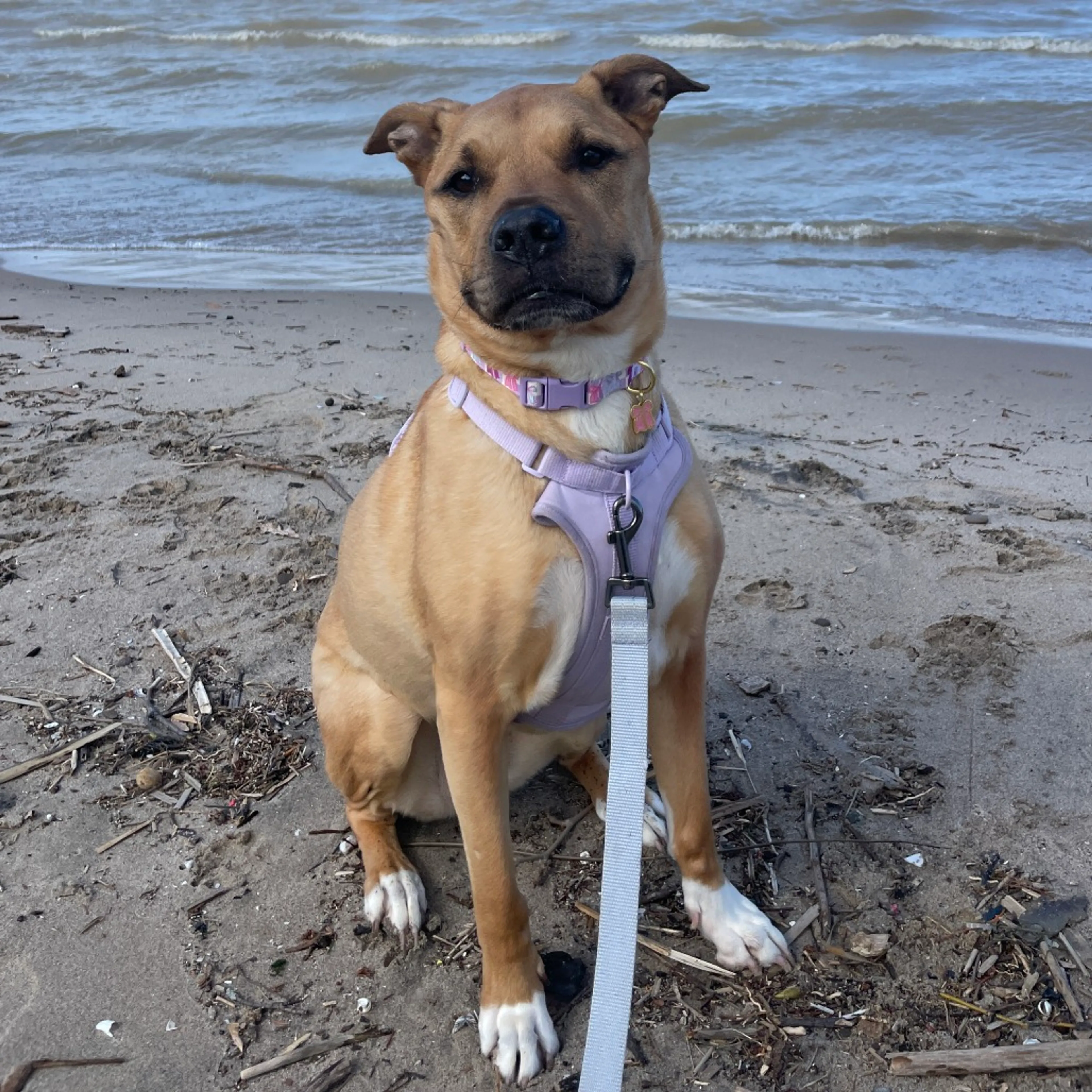 Found pet-28