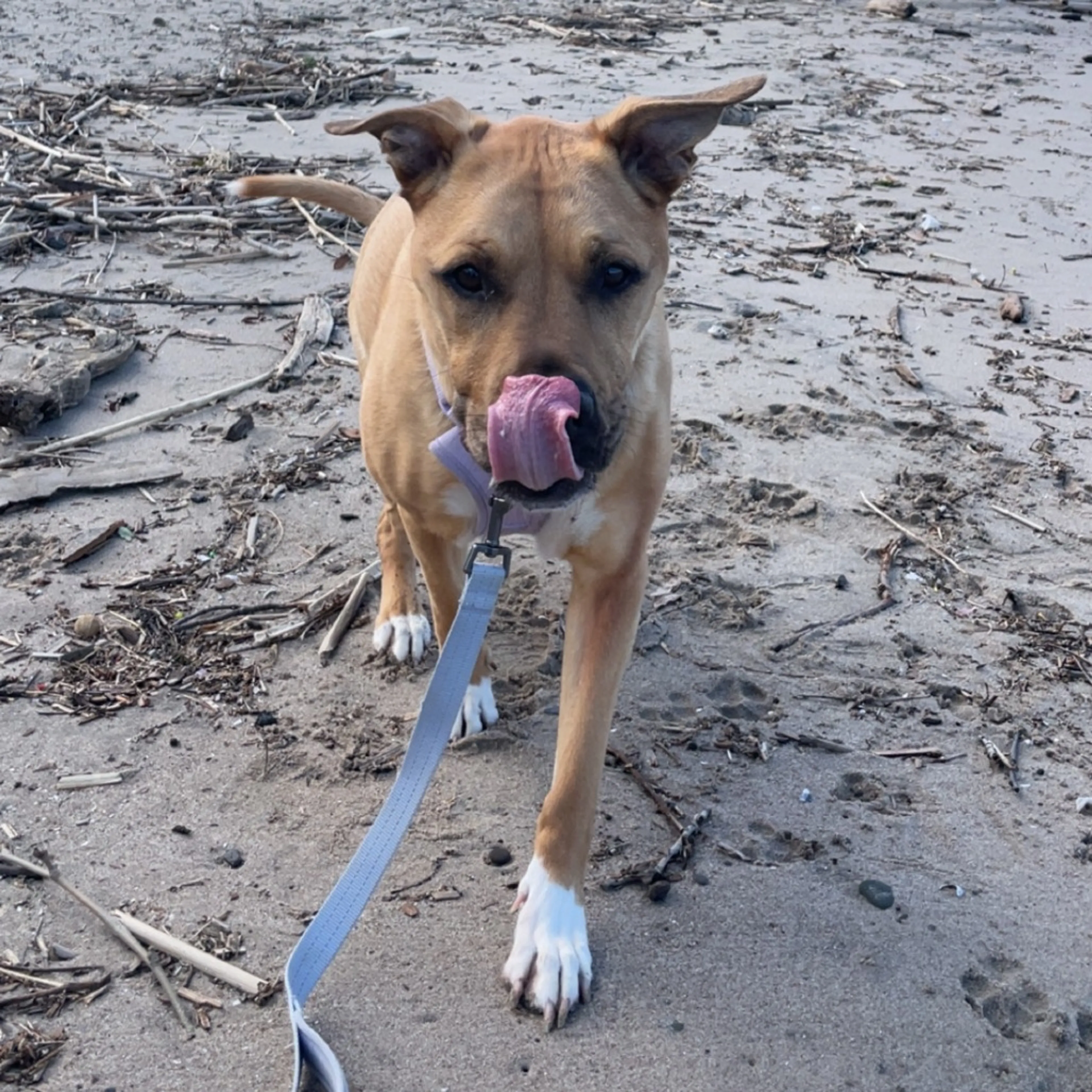 Found pet-26