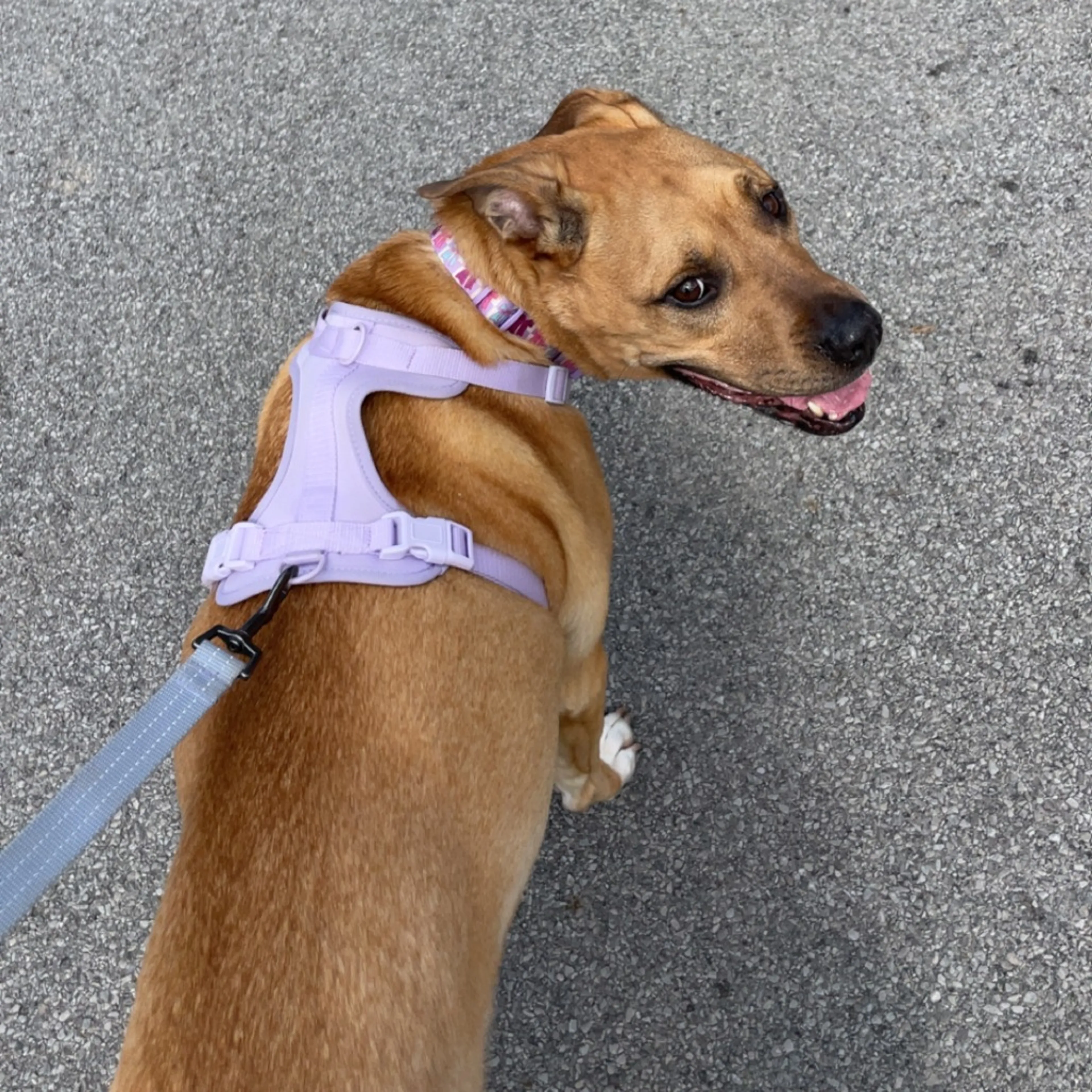 Found pet-19