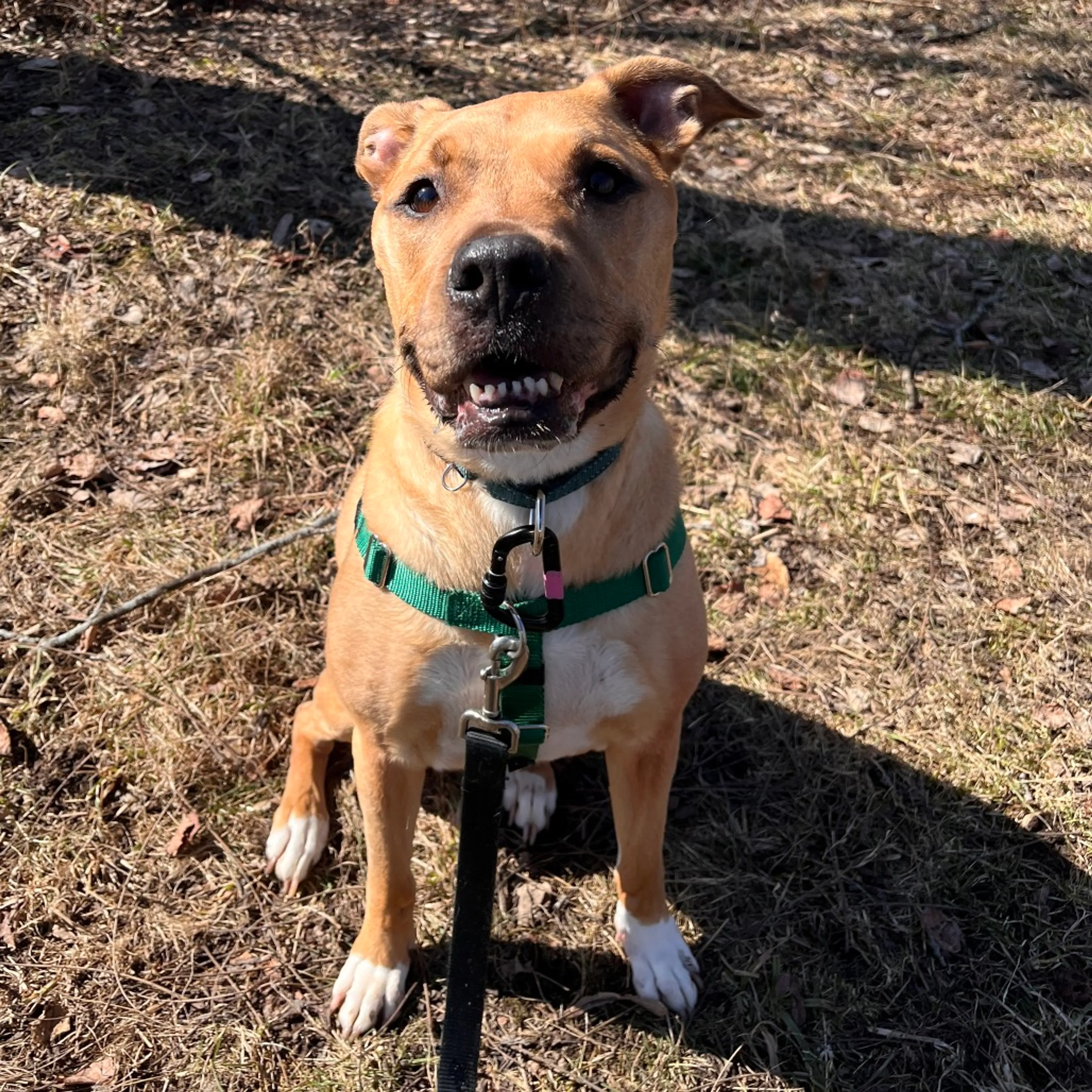 Found pet-5