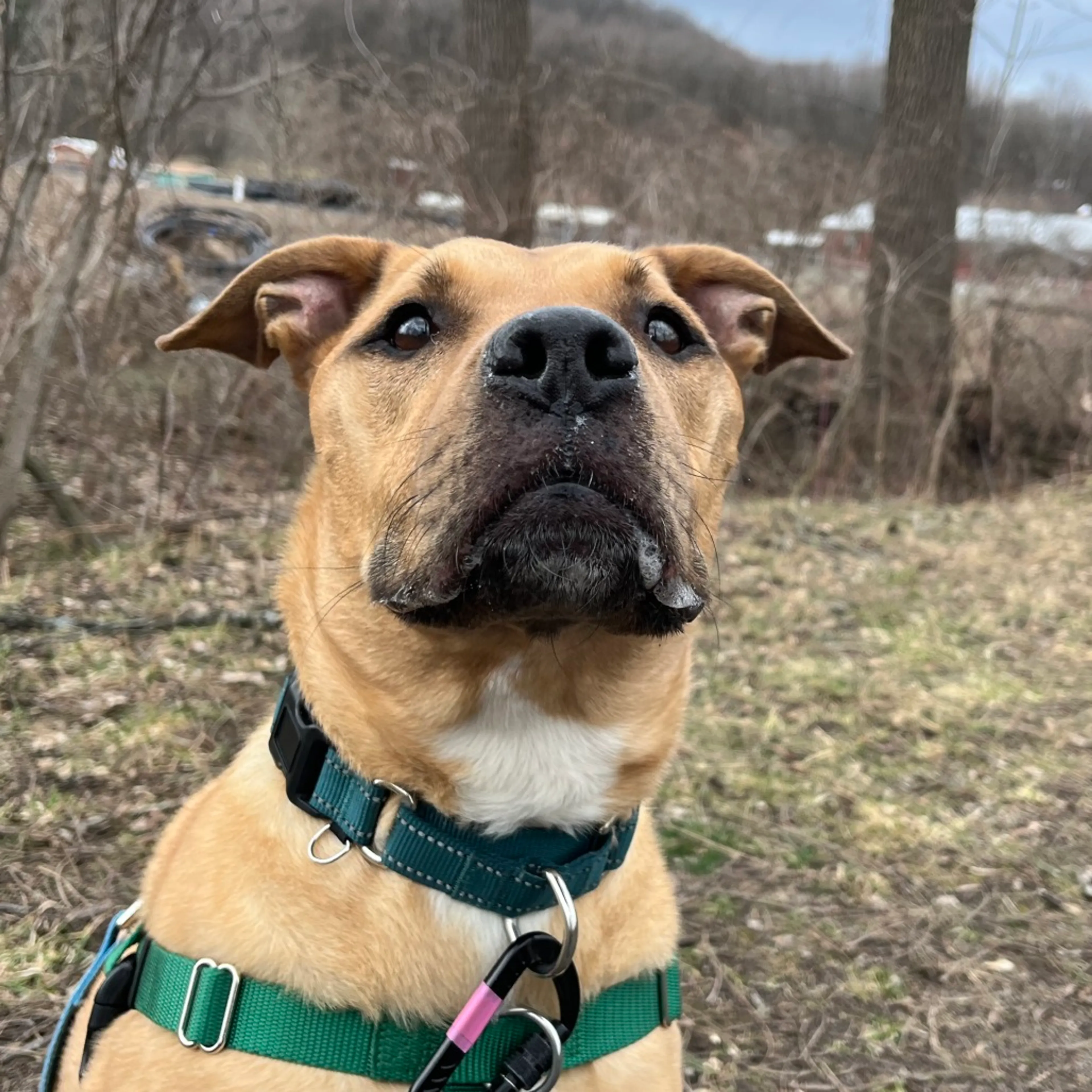 Found pet-11