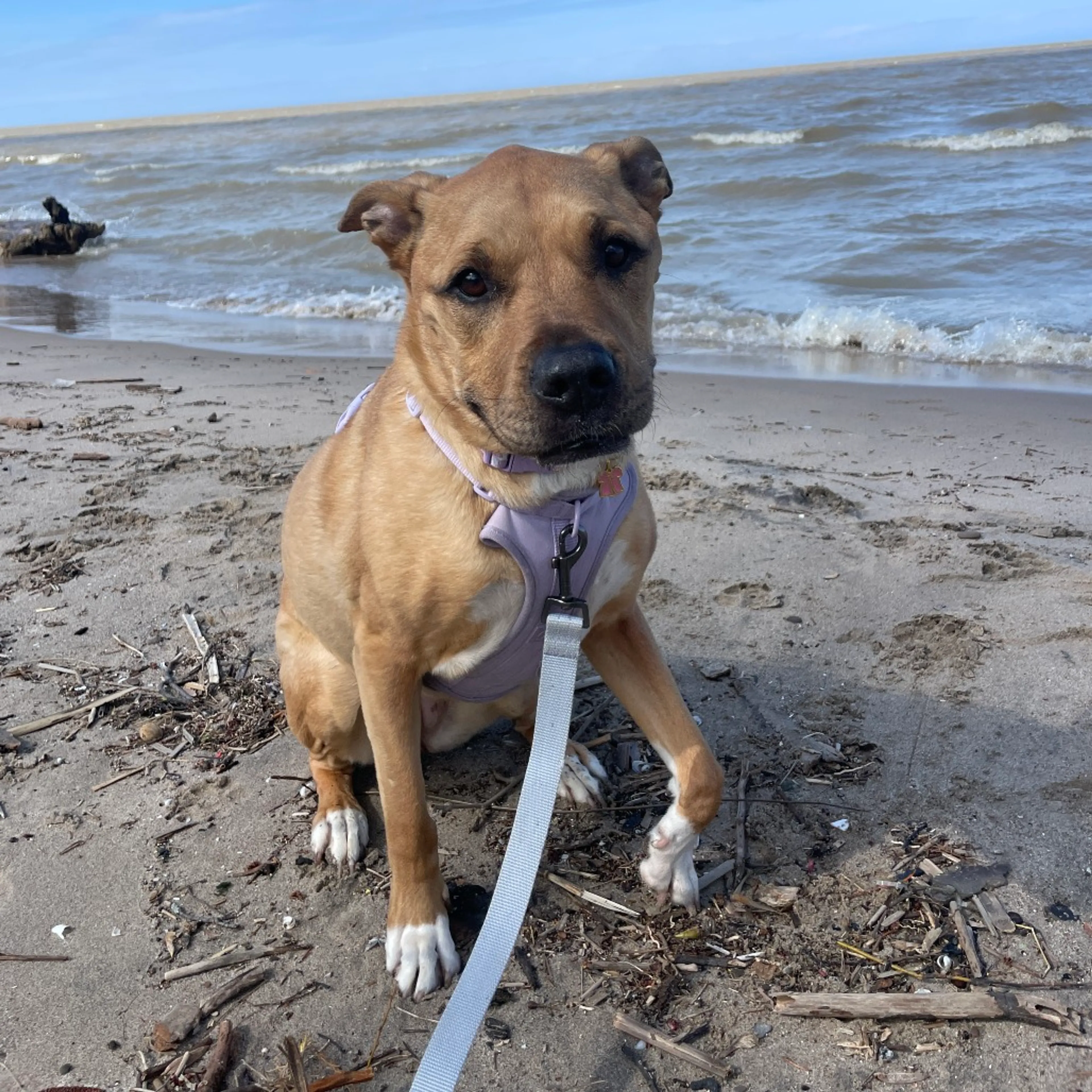 Found pet-29