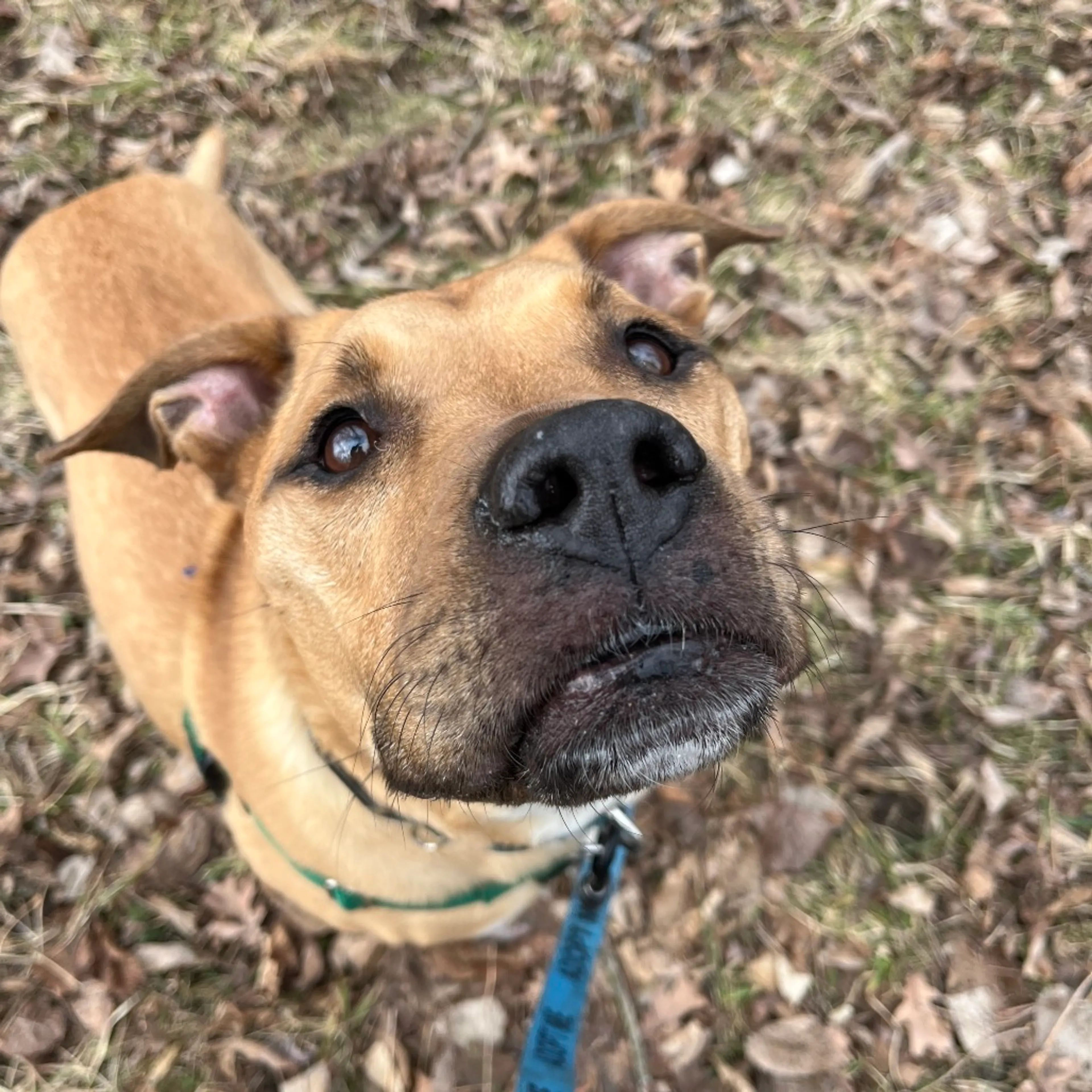 Found pet-10