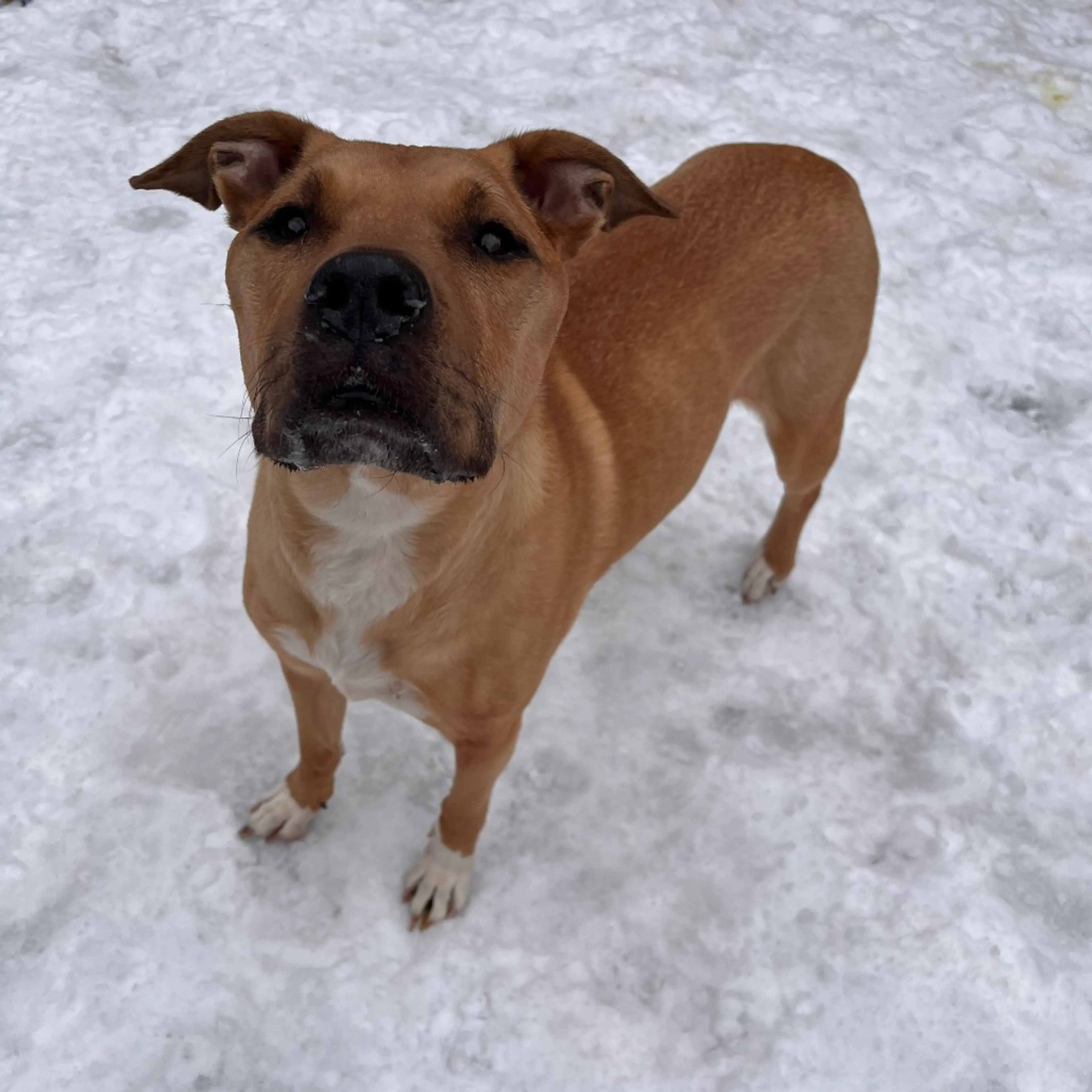 Found pet-3