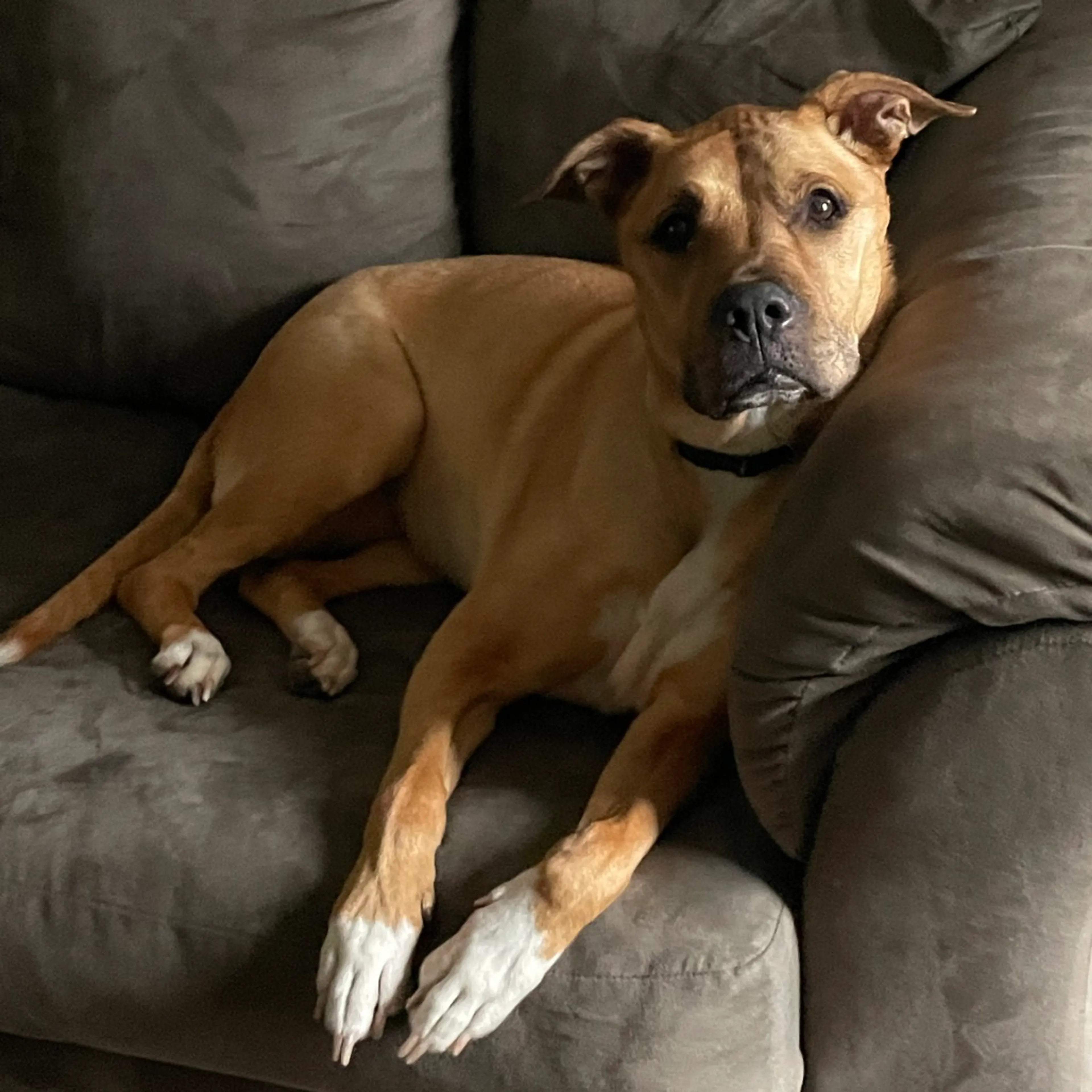 Found pet-21