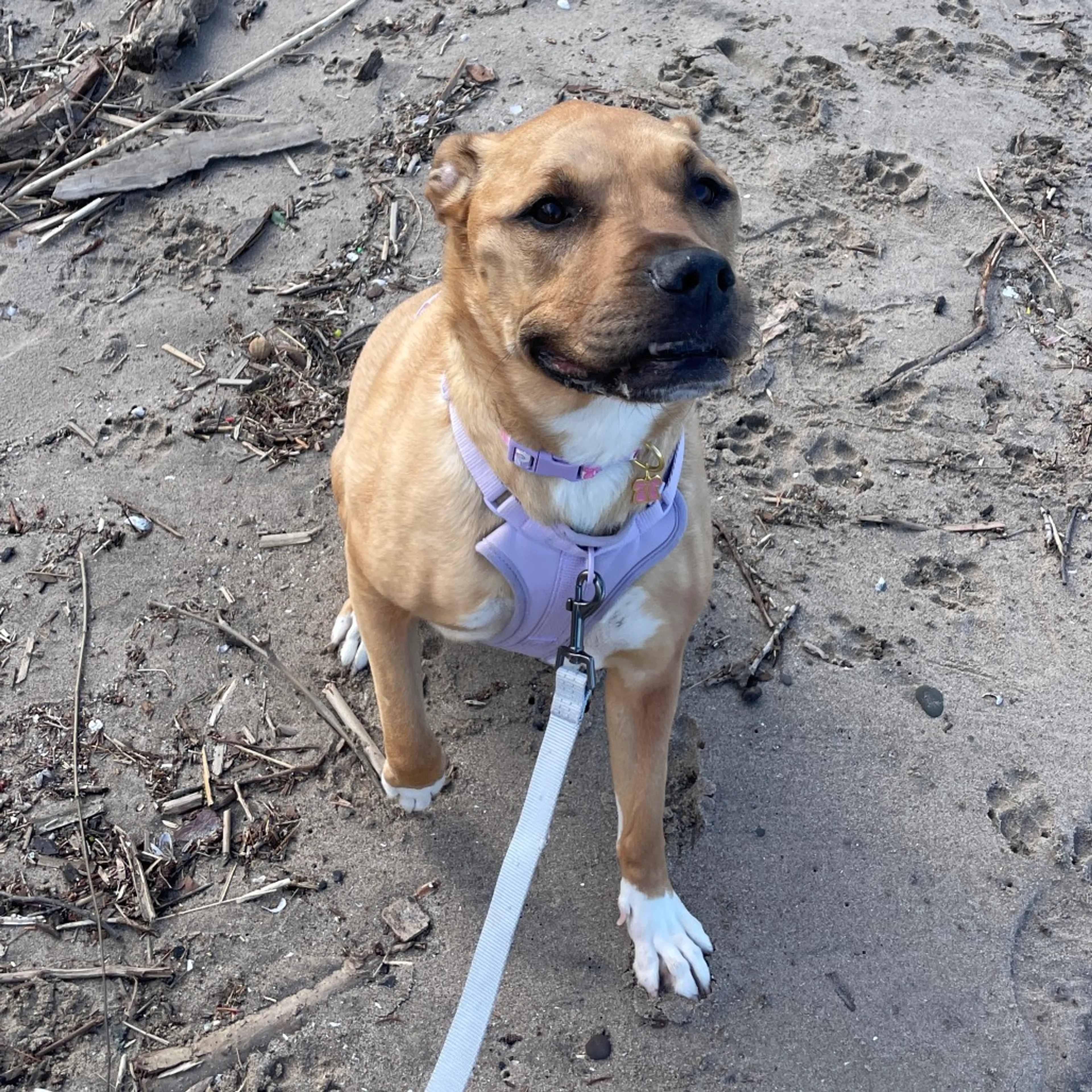 Found pet-27
