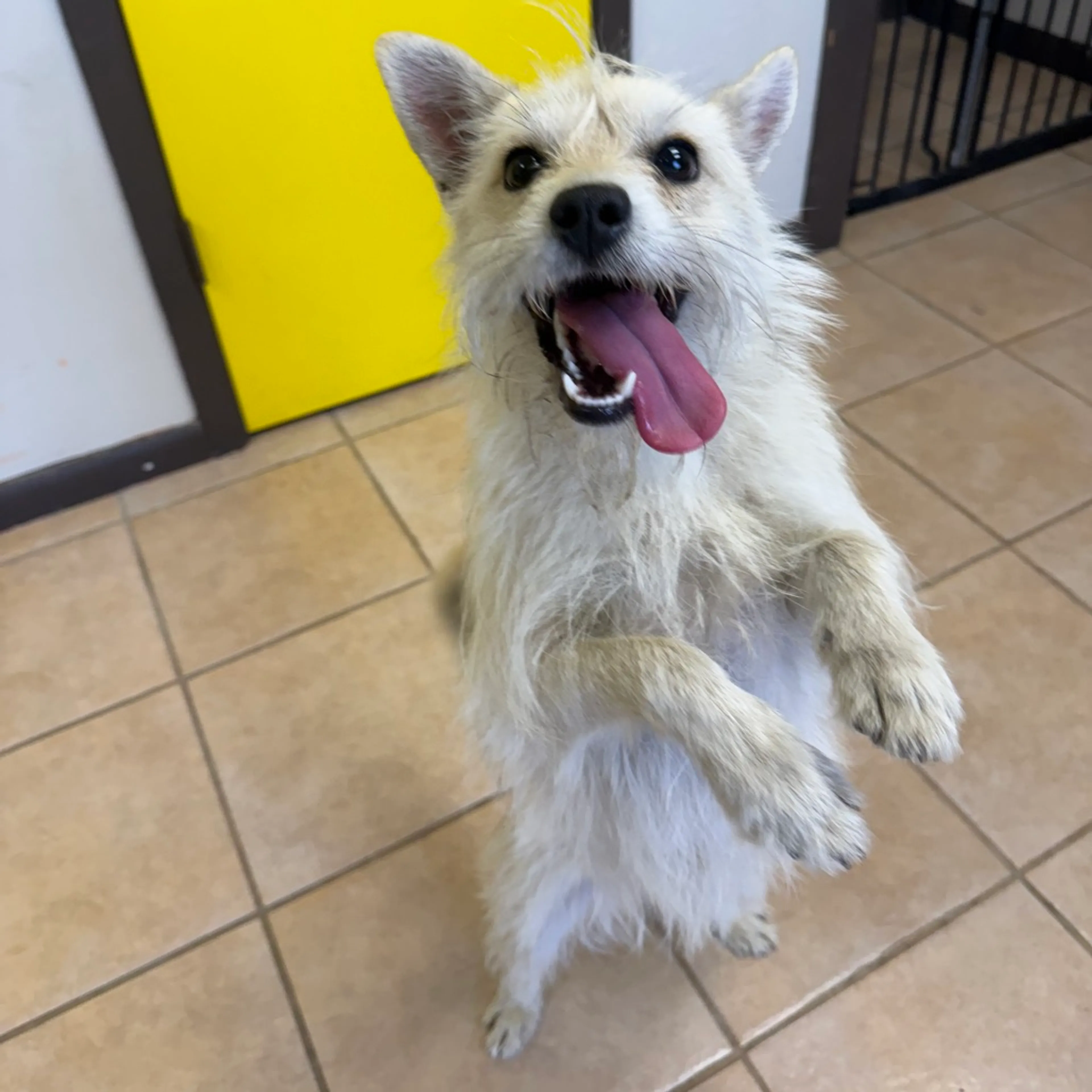 Found pet-2