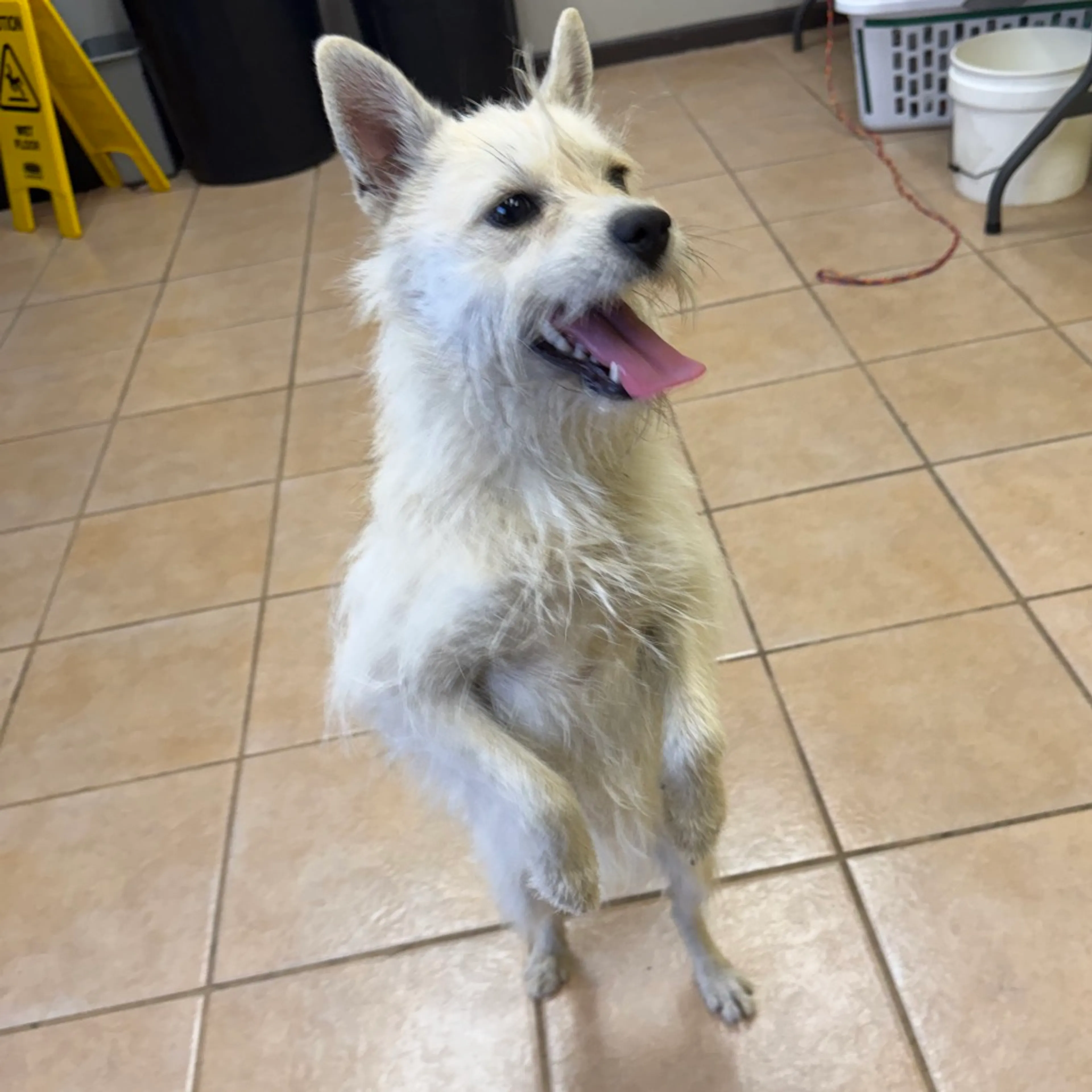 Found pet-5