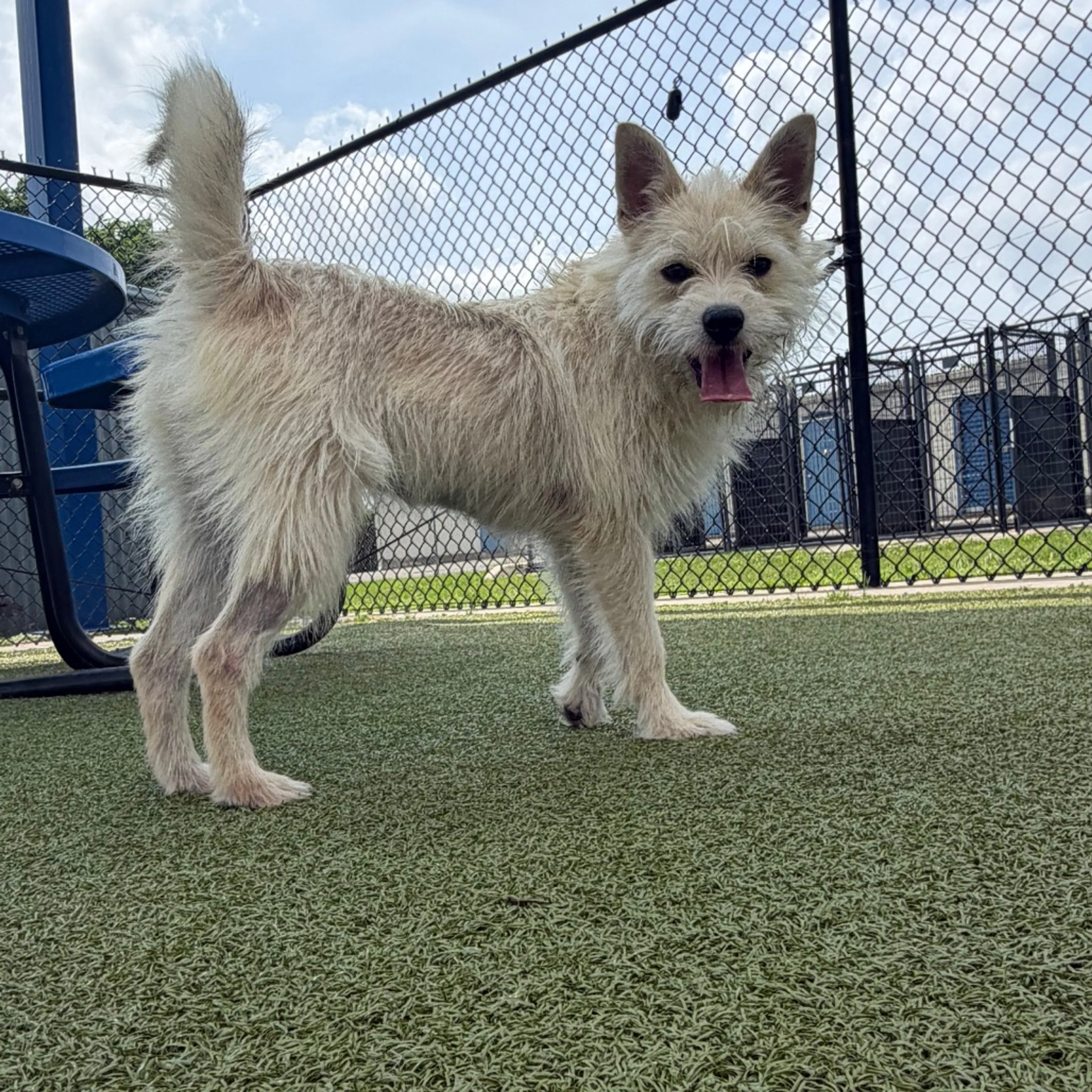 Found pet-8