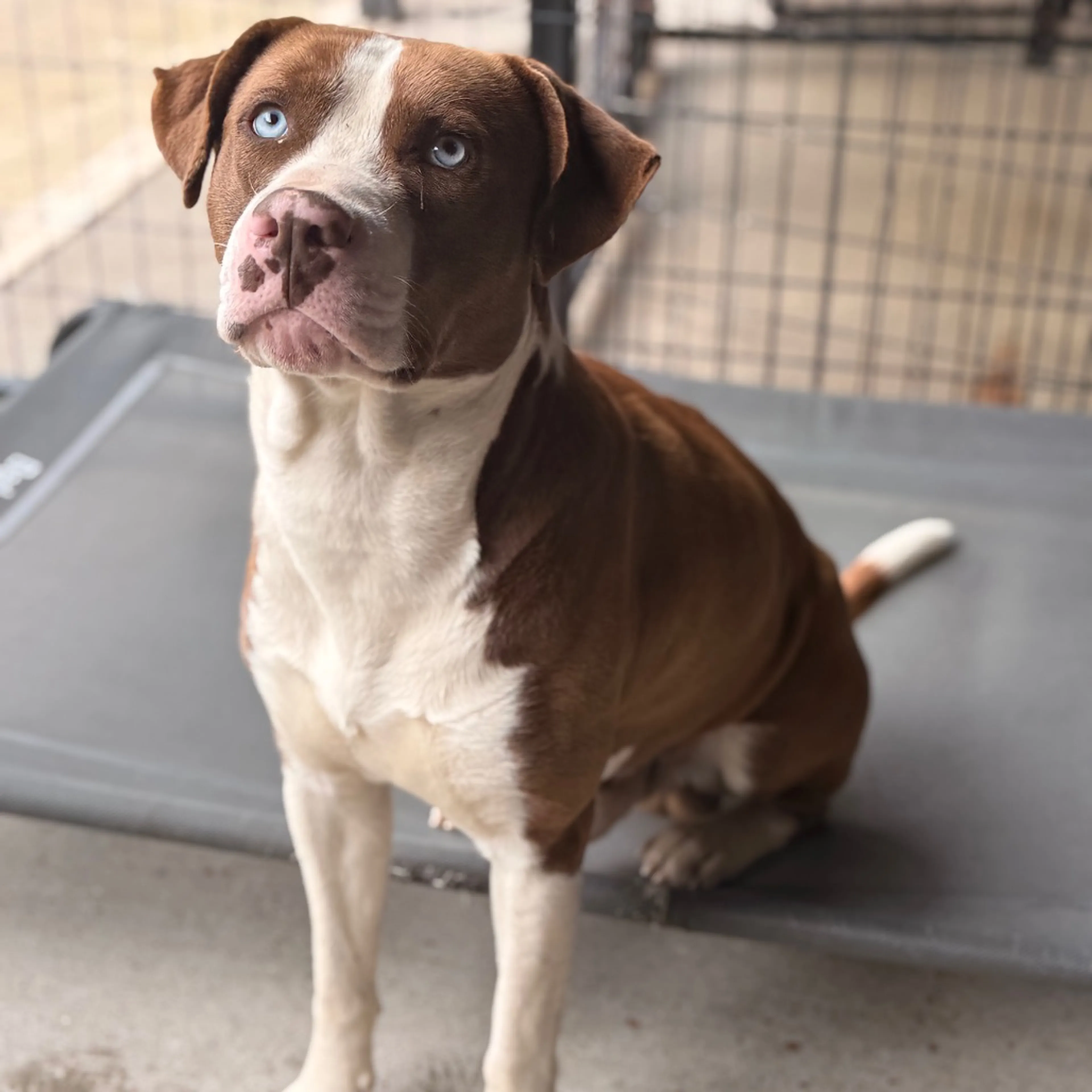 Found pet-3