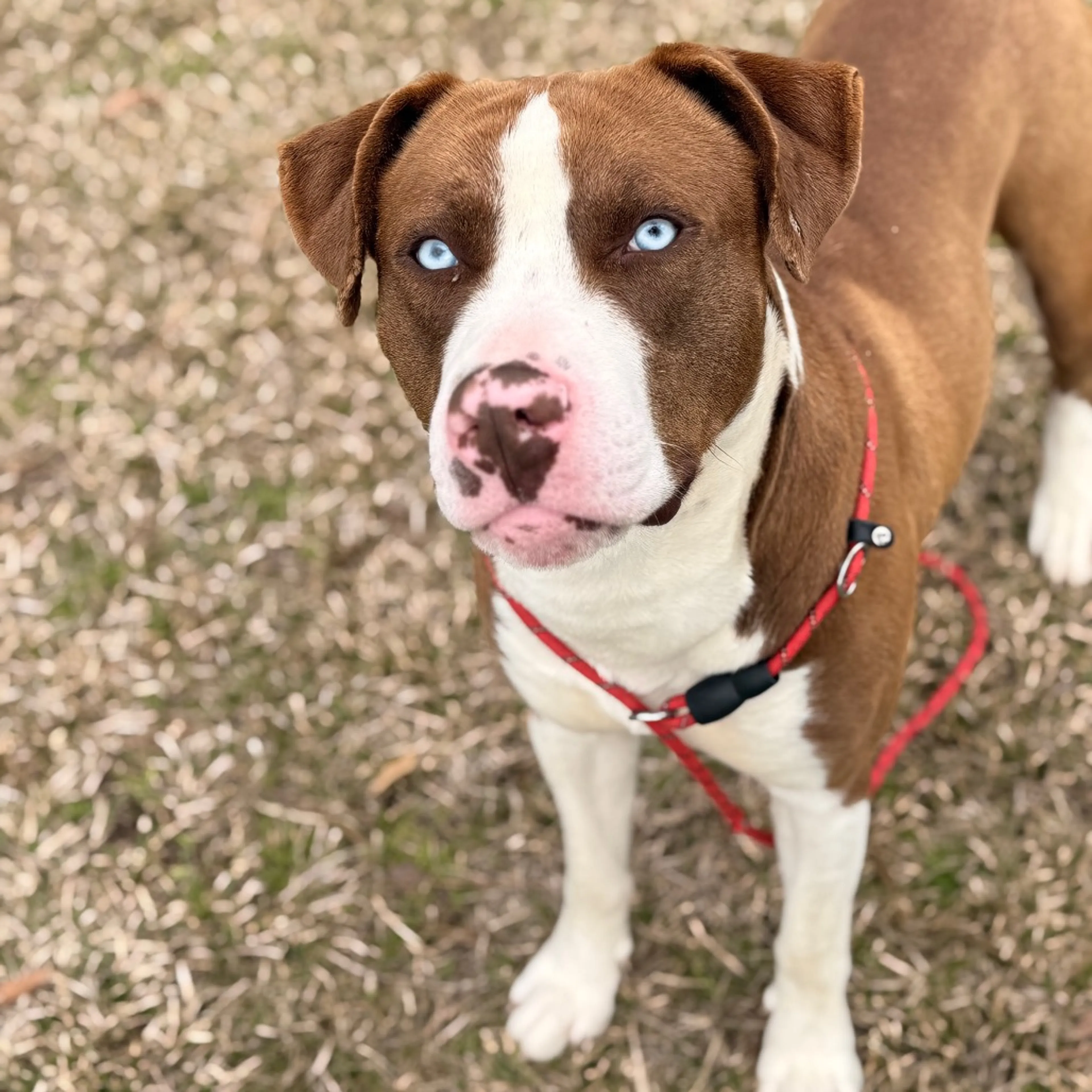 Found pet-7