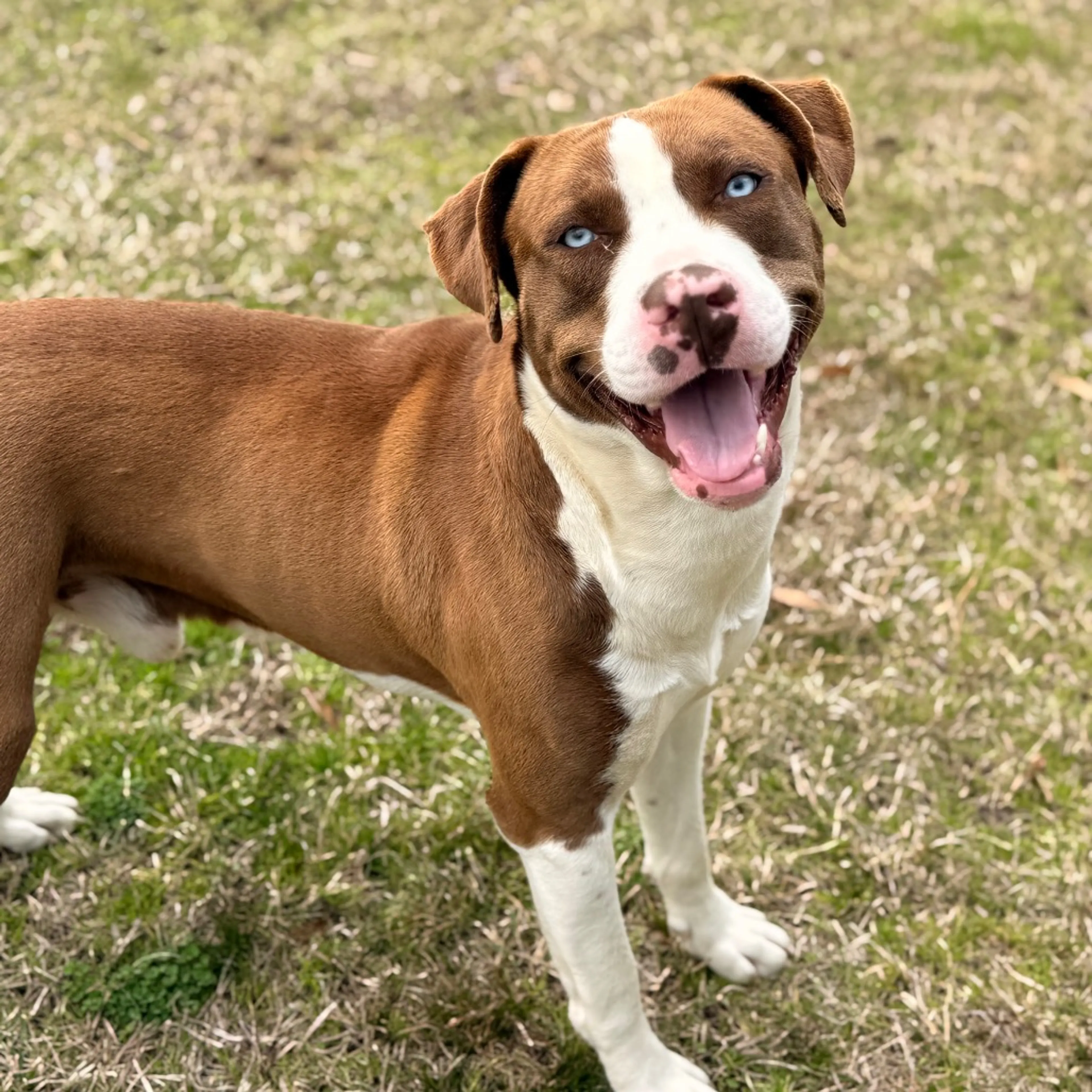 Found pet-6