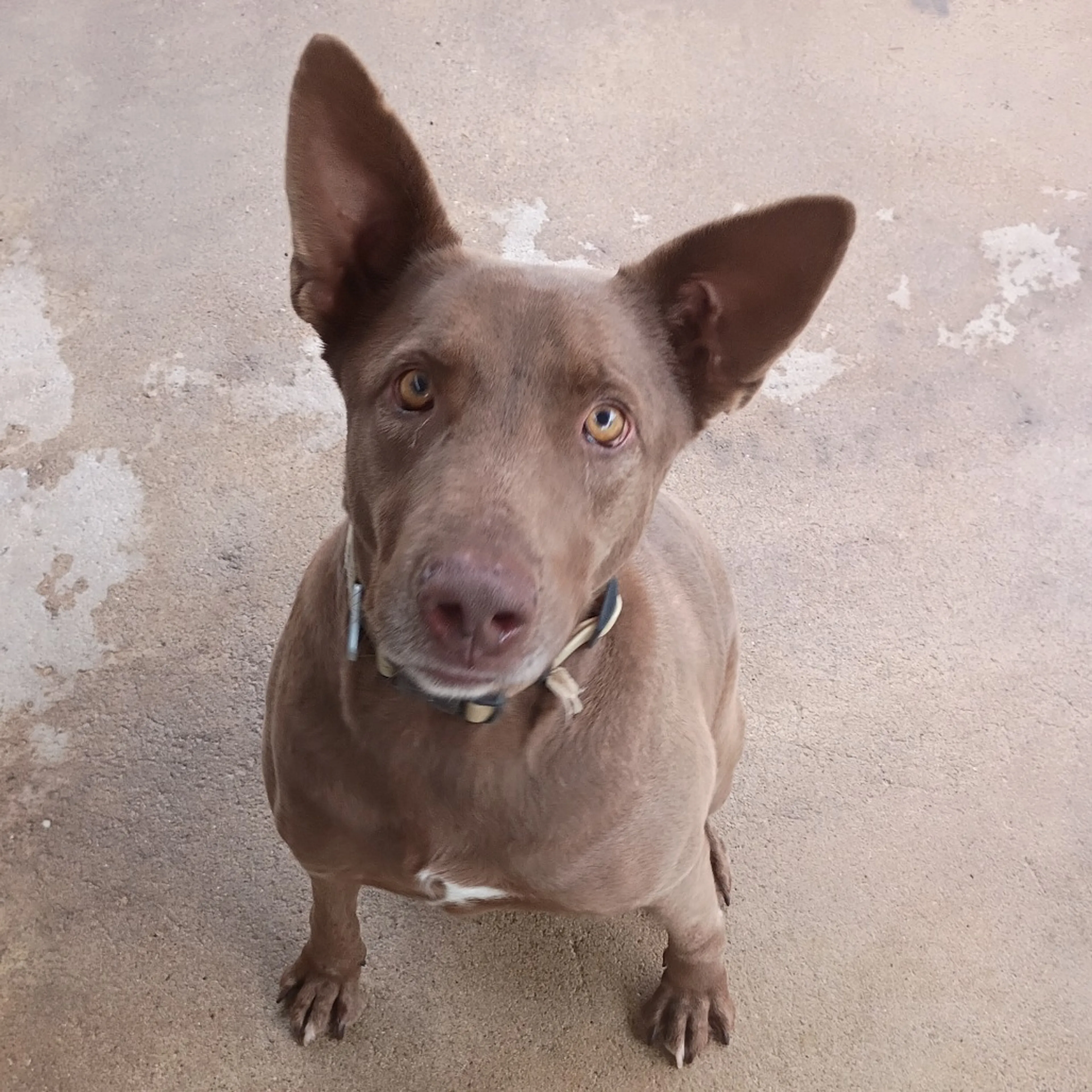 Found pet