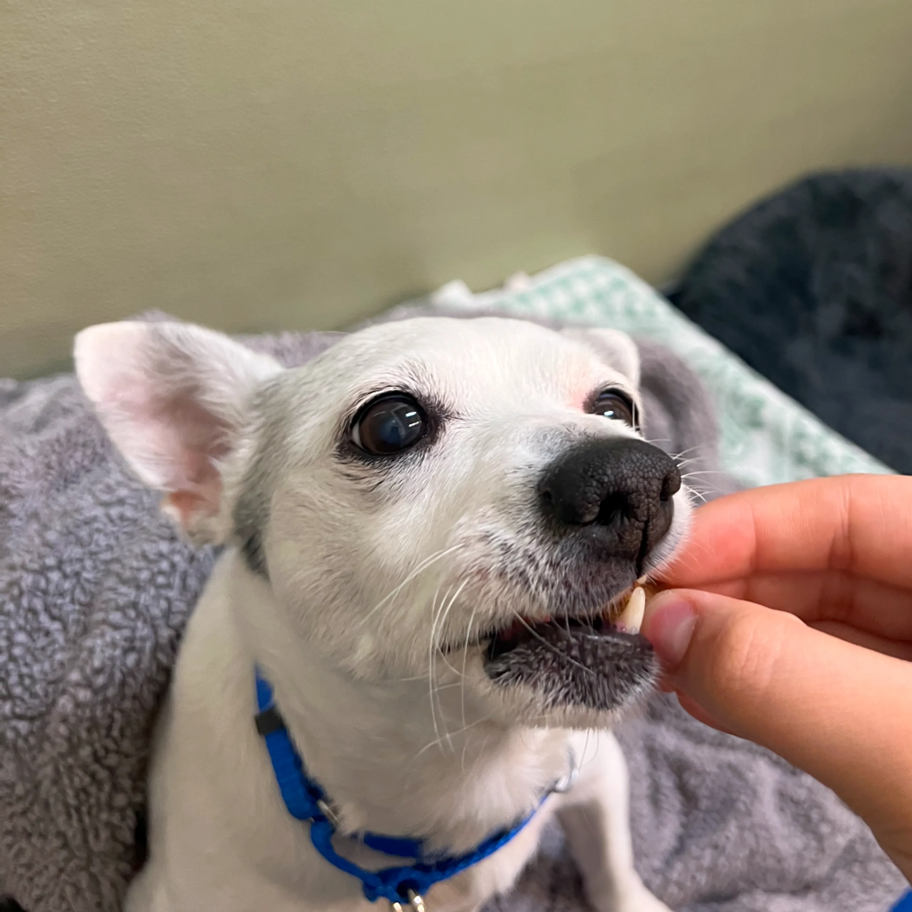 Found pet-3