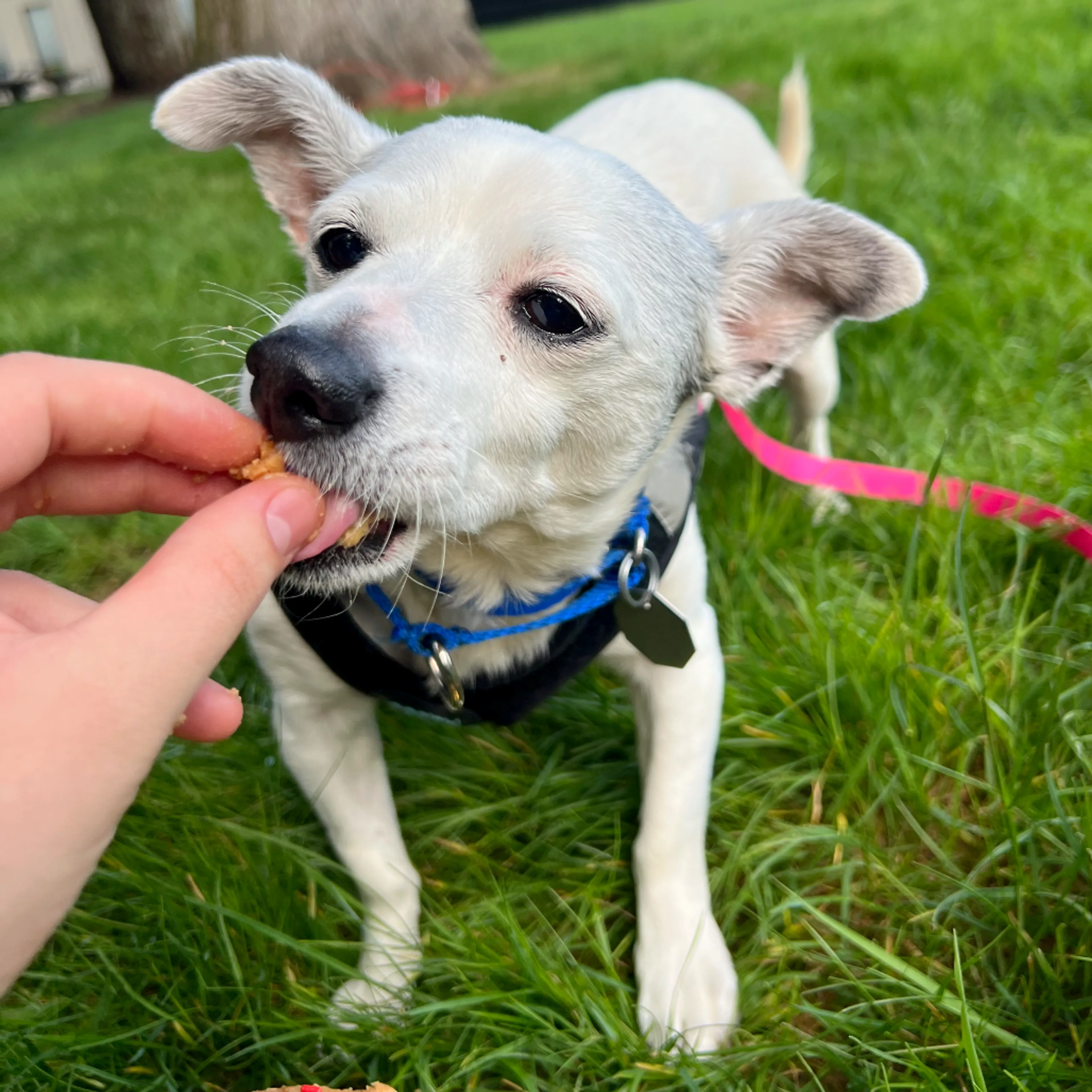 Found pet-2