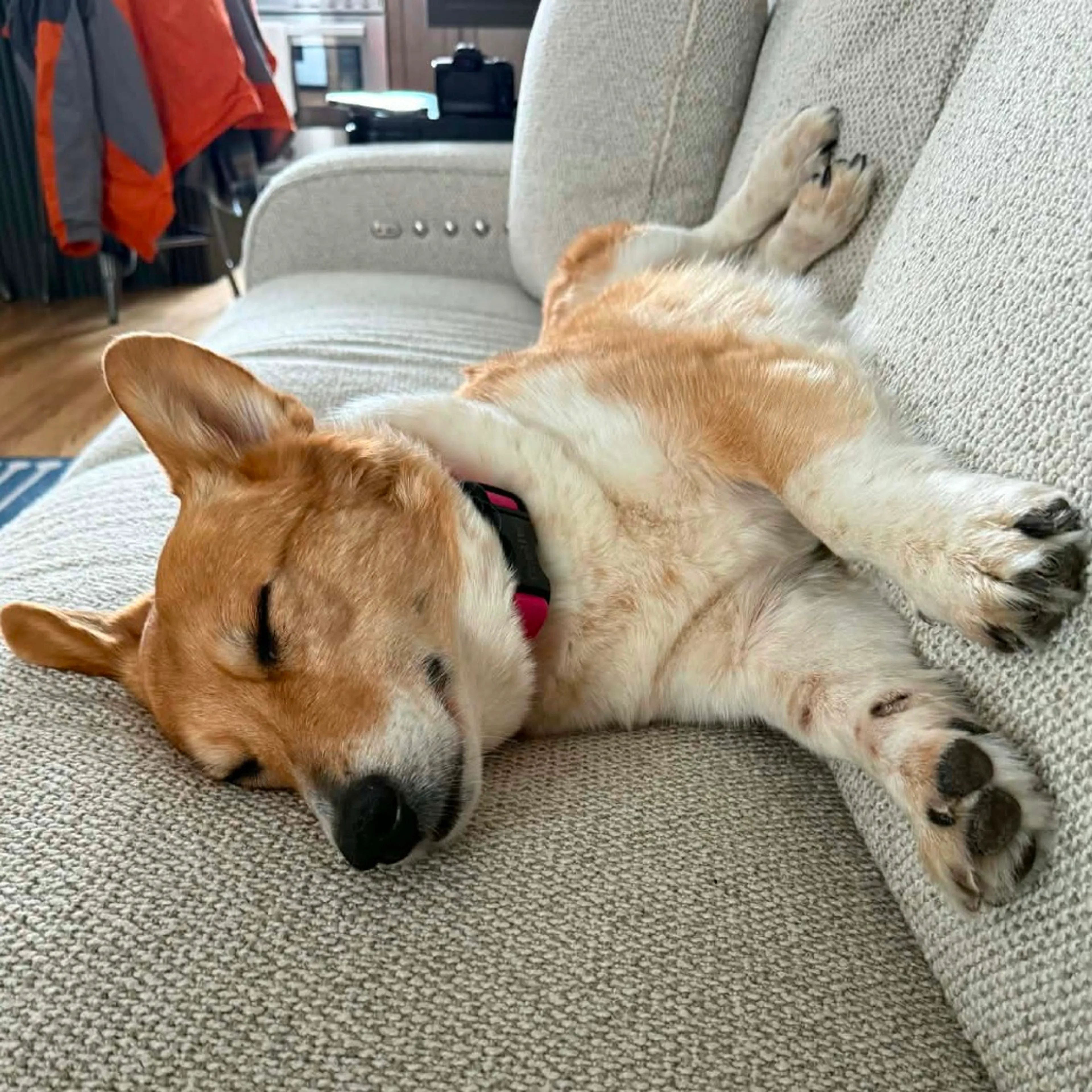 Found pet-2