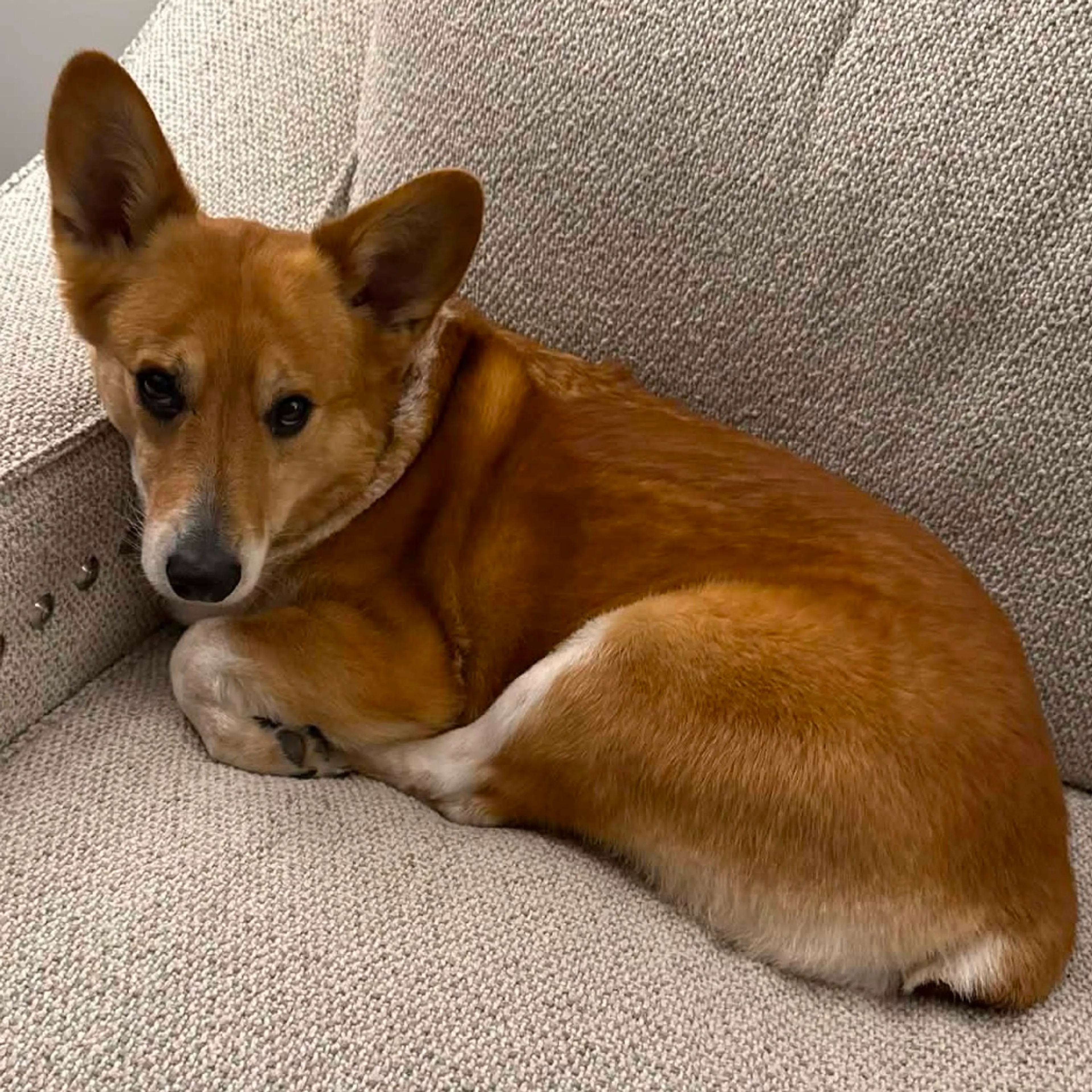 Found pet-1