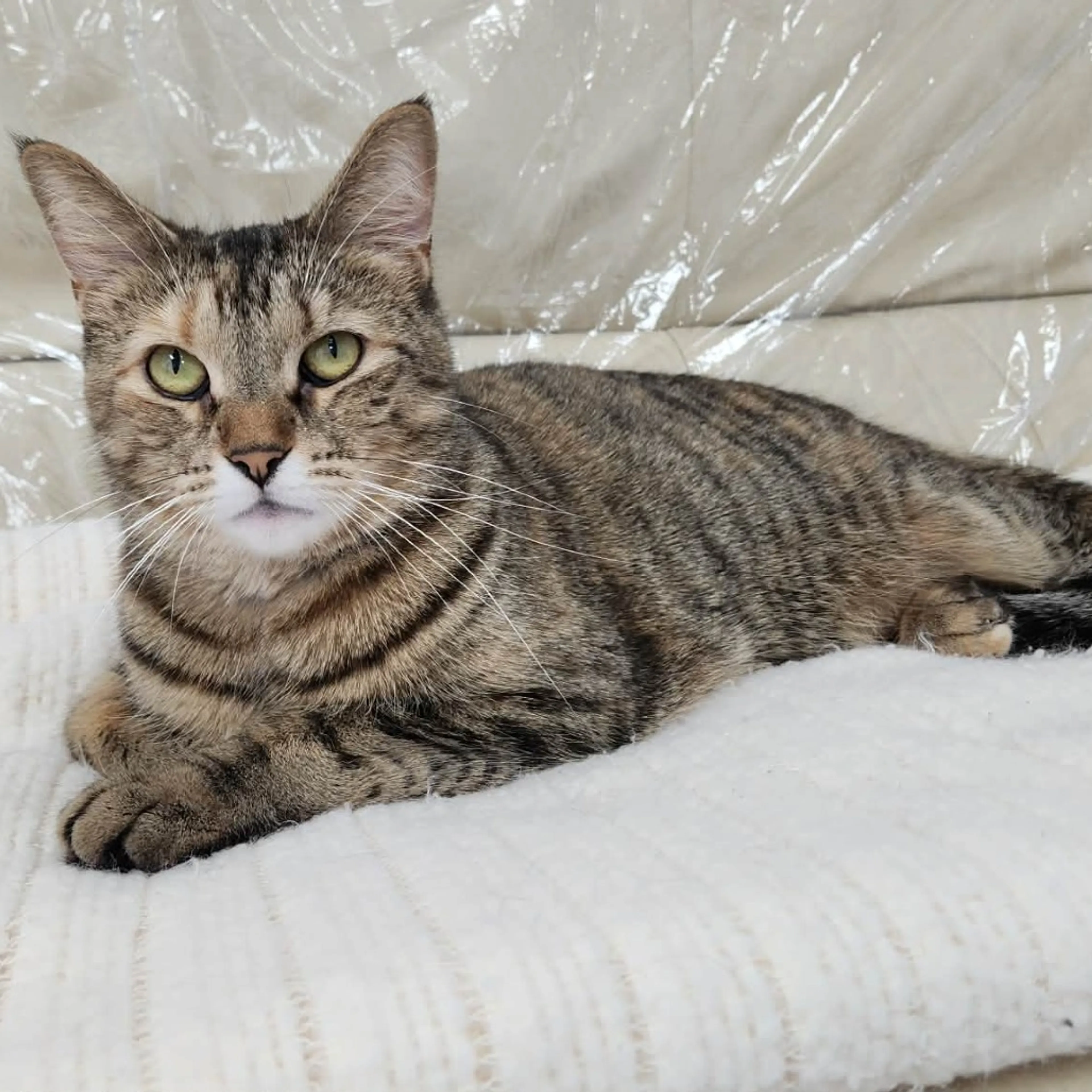 Found pet-8