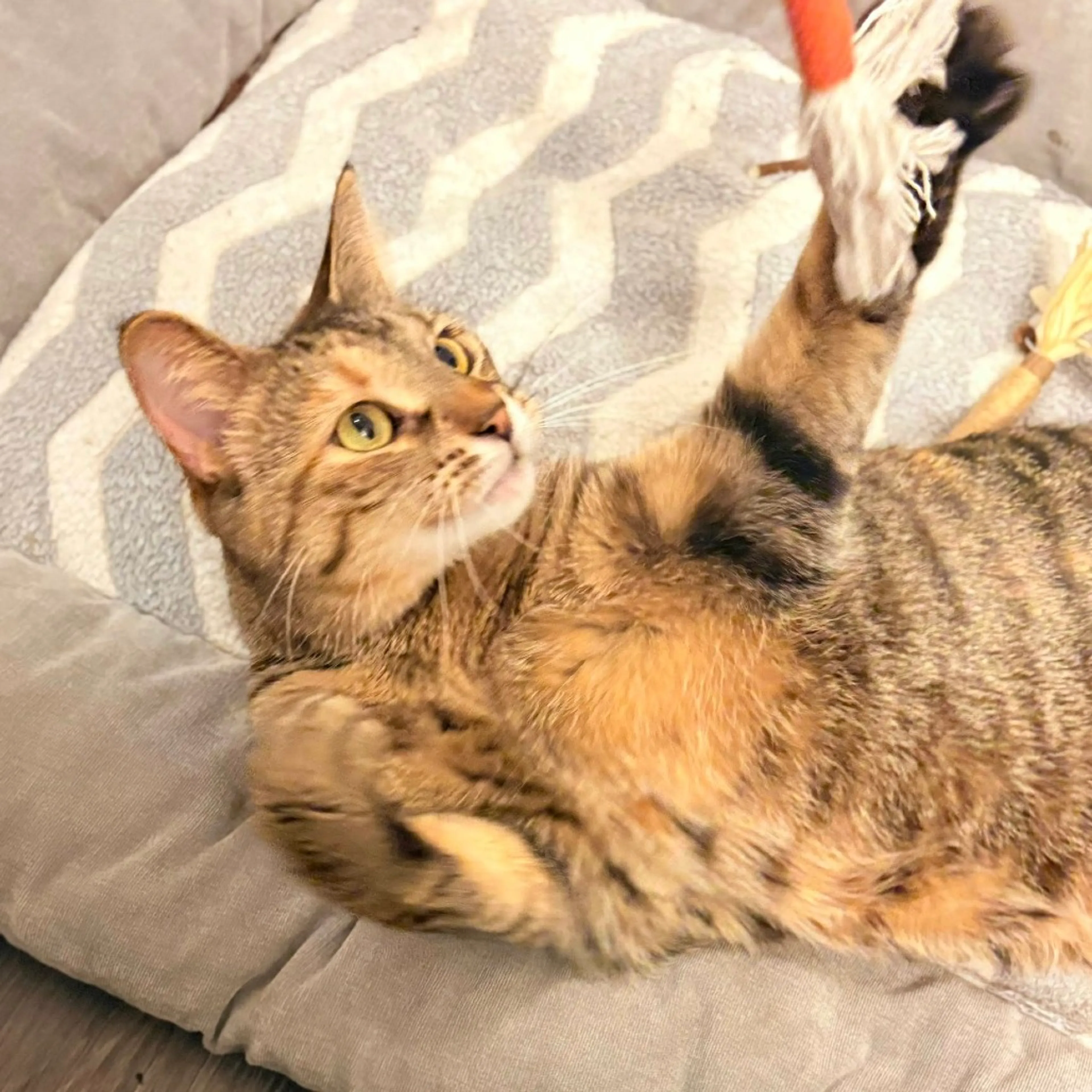 Found pet-3