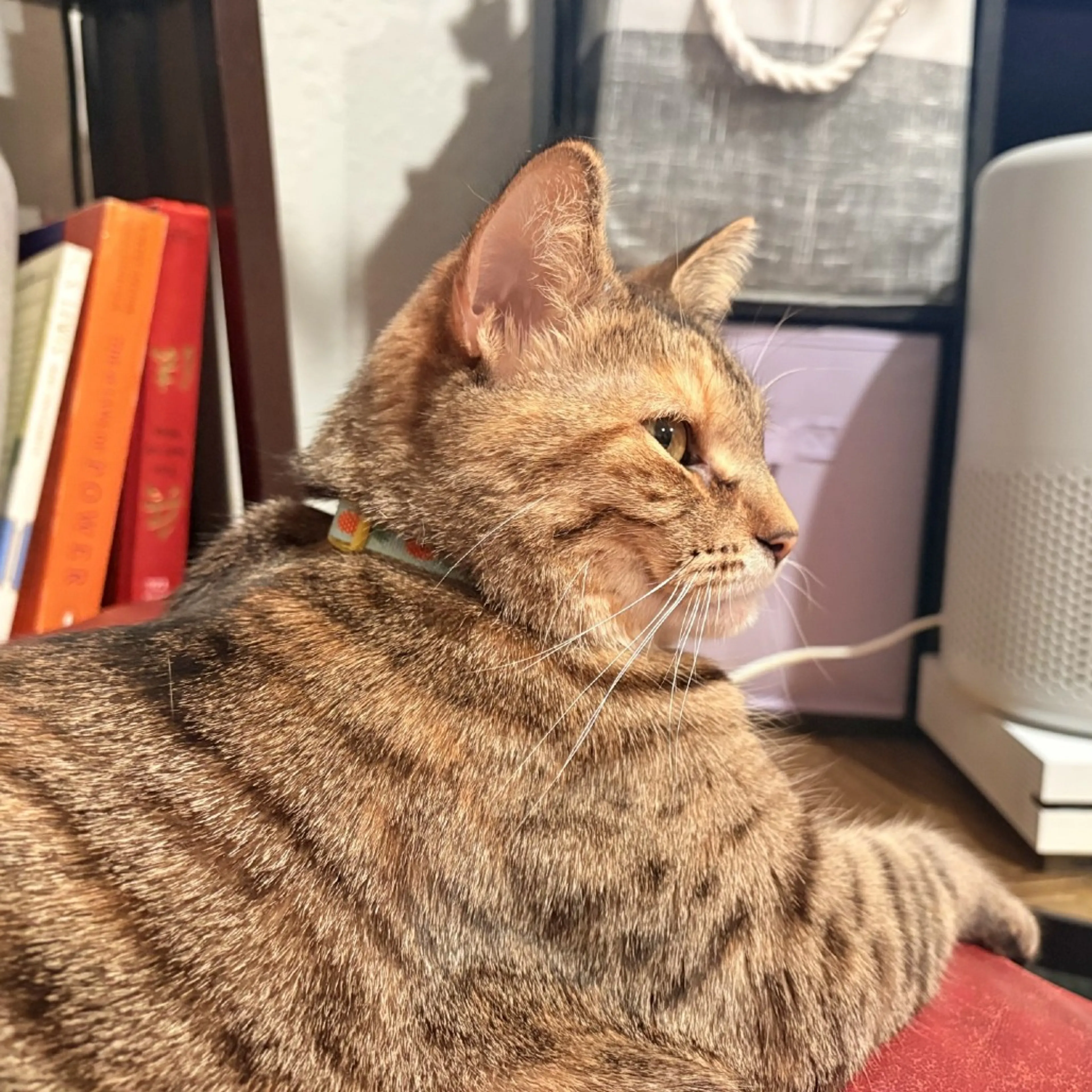 Found pet-5