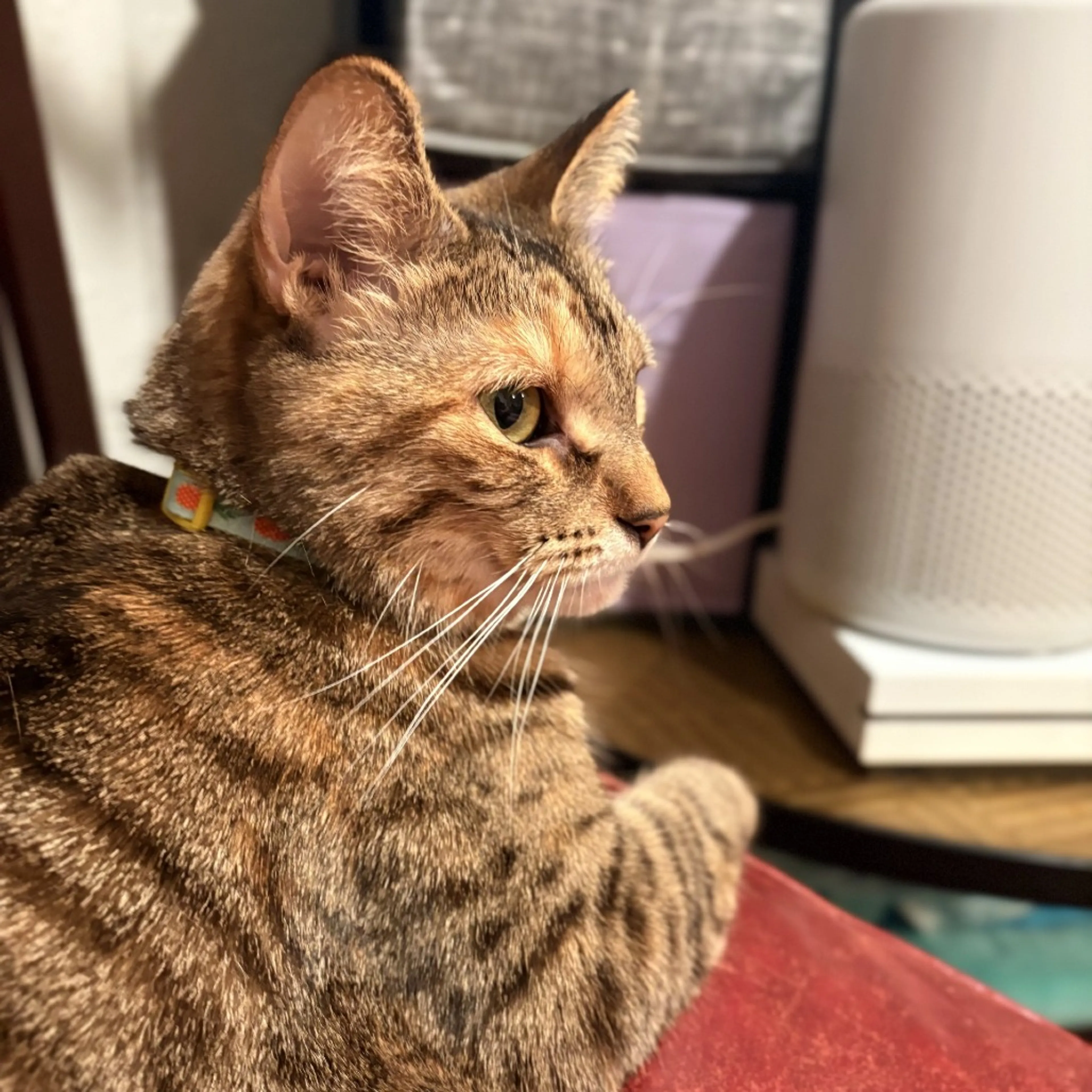 Found pet-6
