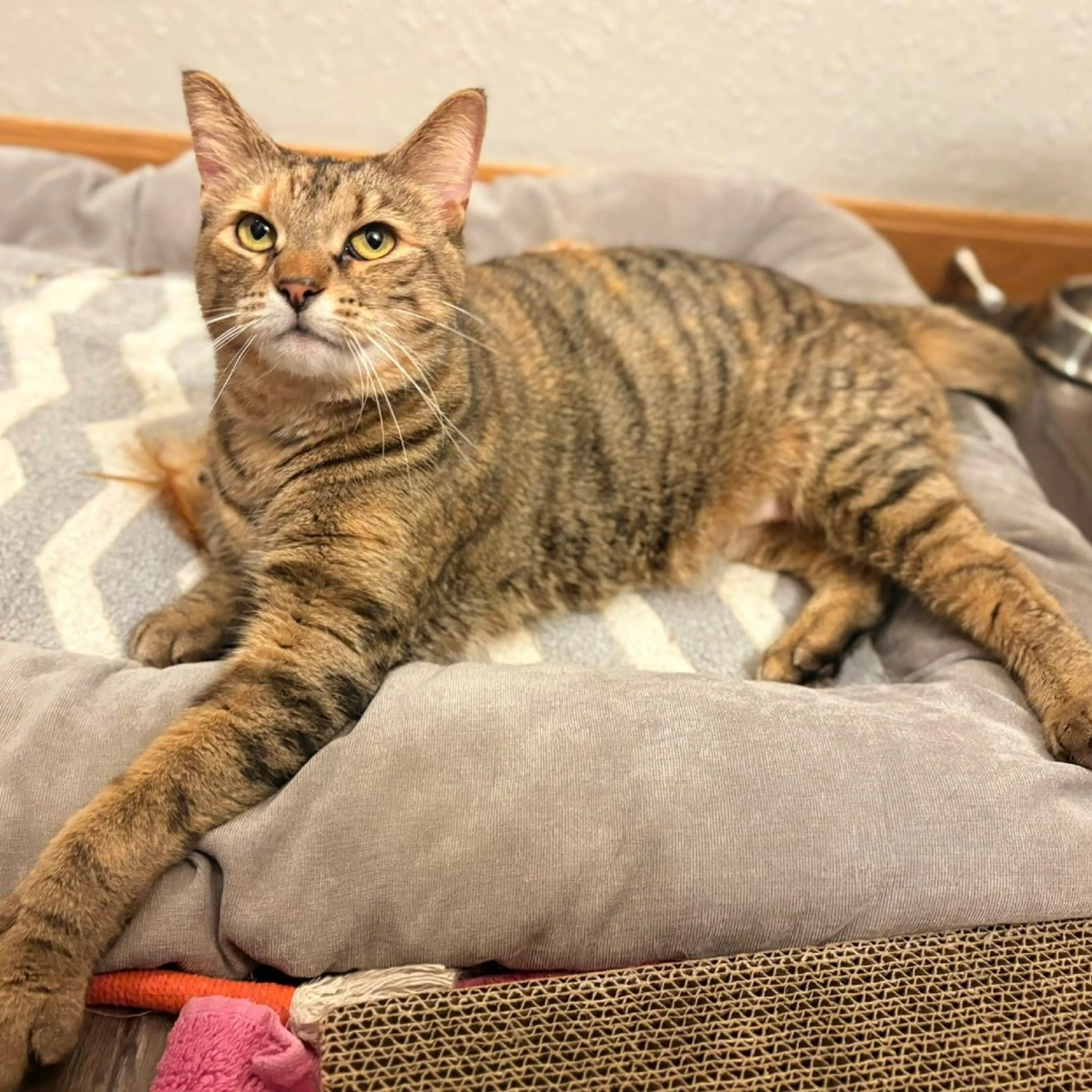 Found pet-1