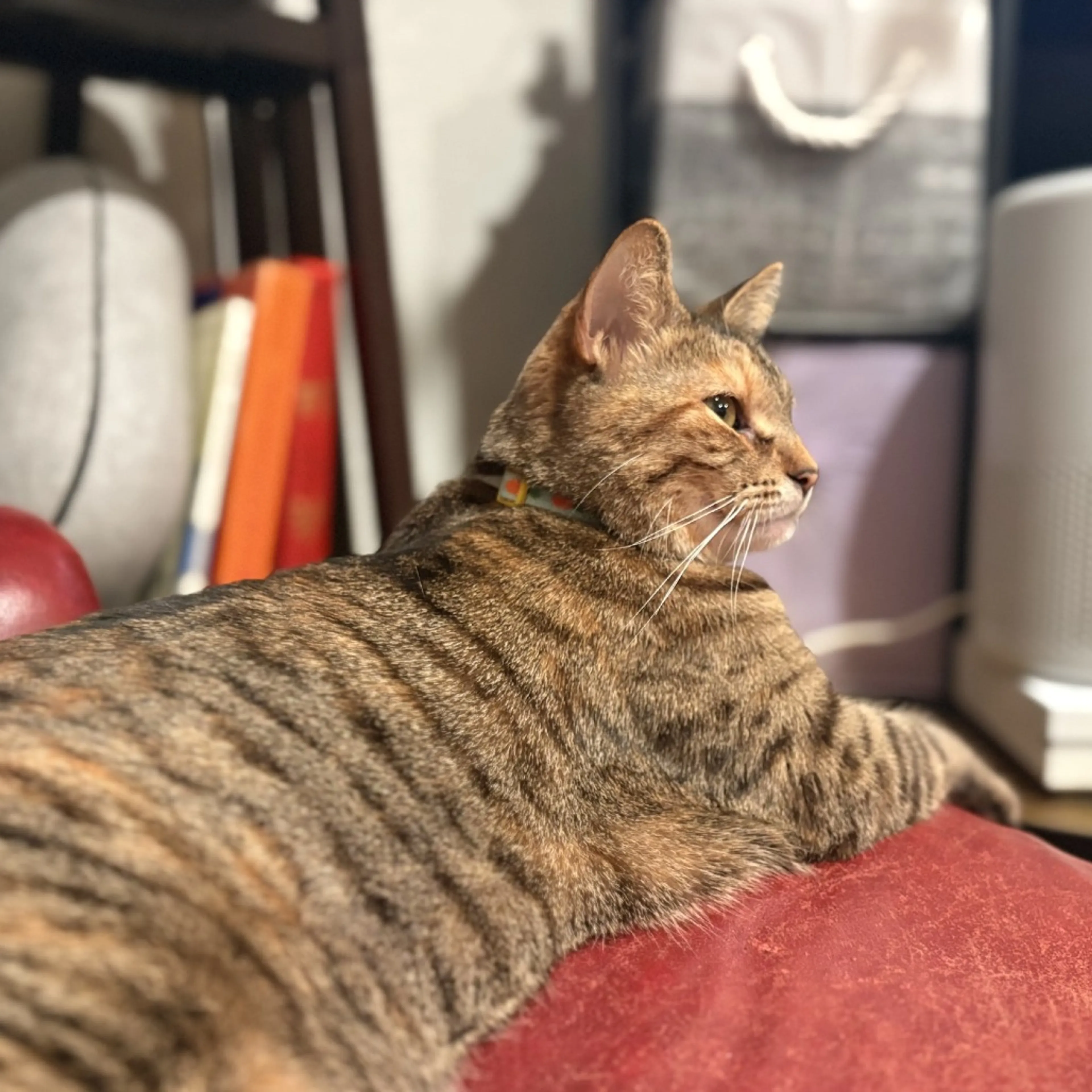 Found pet-7