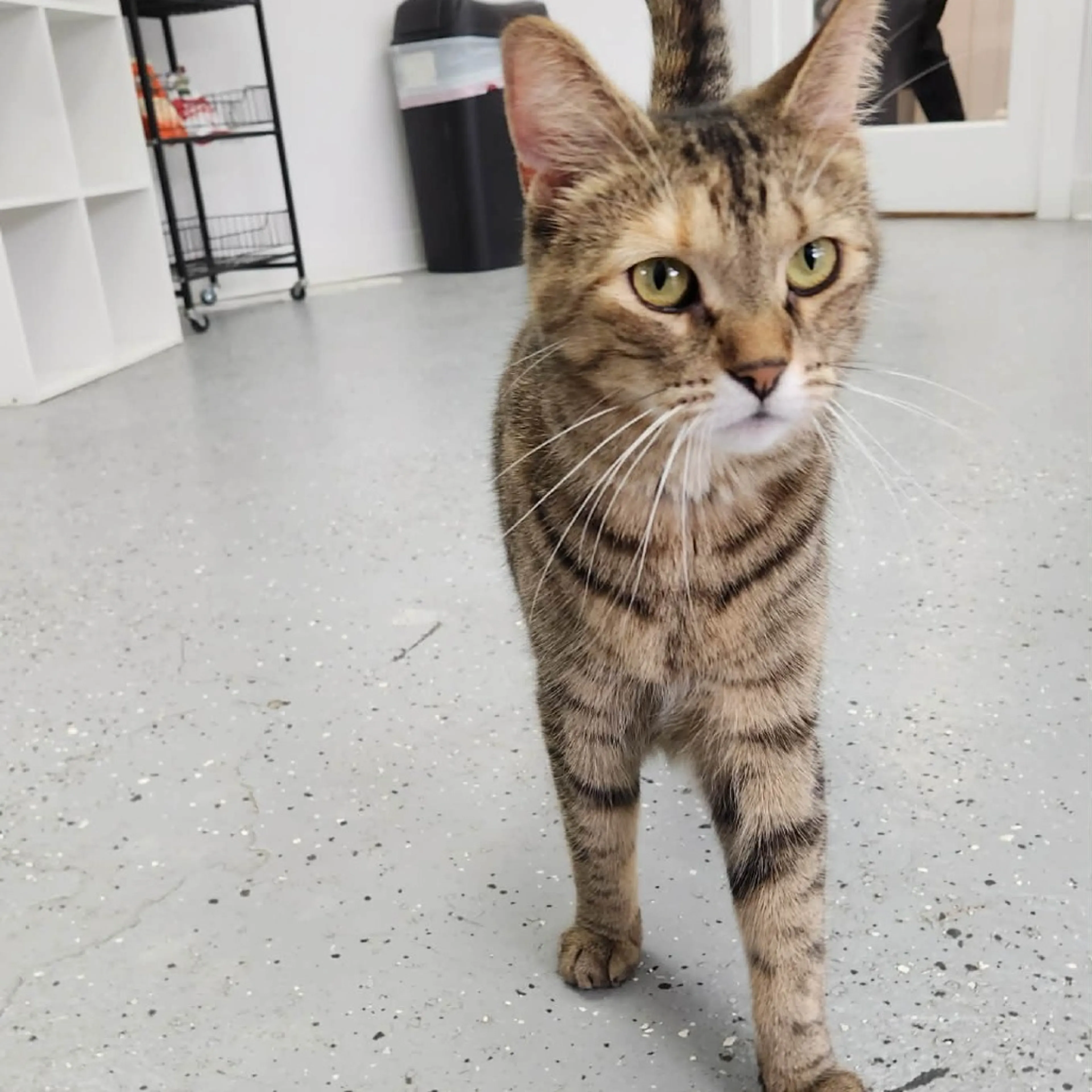 Found pet-10