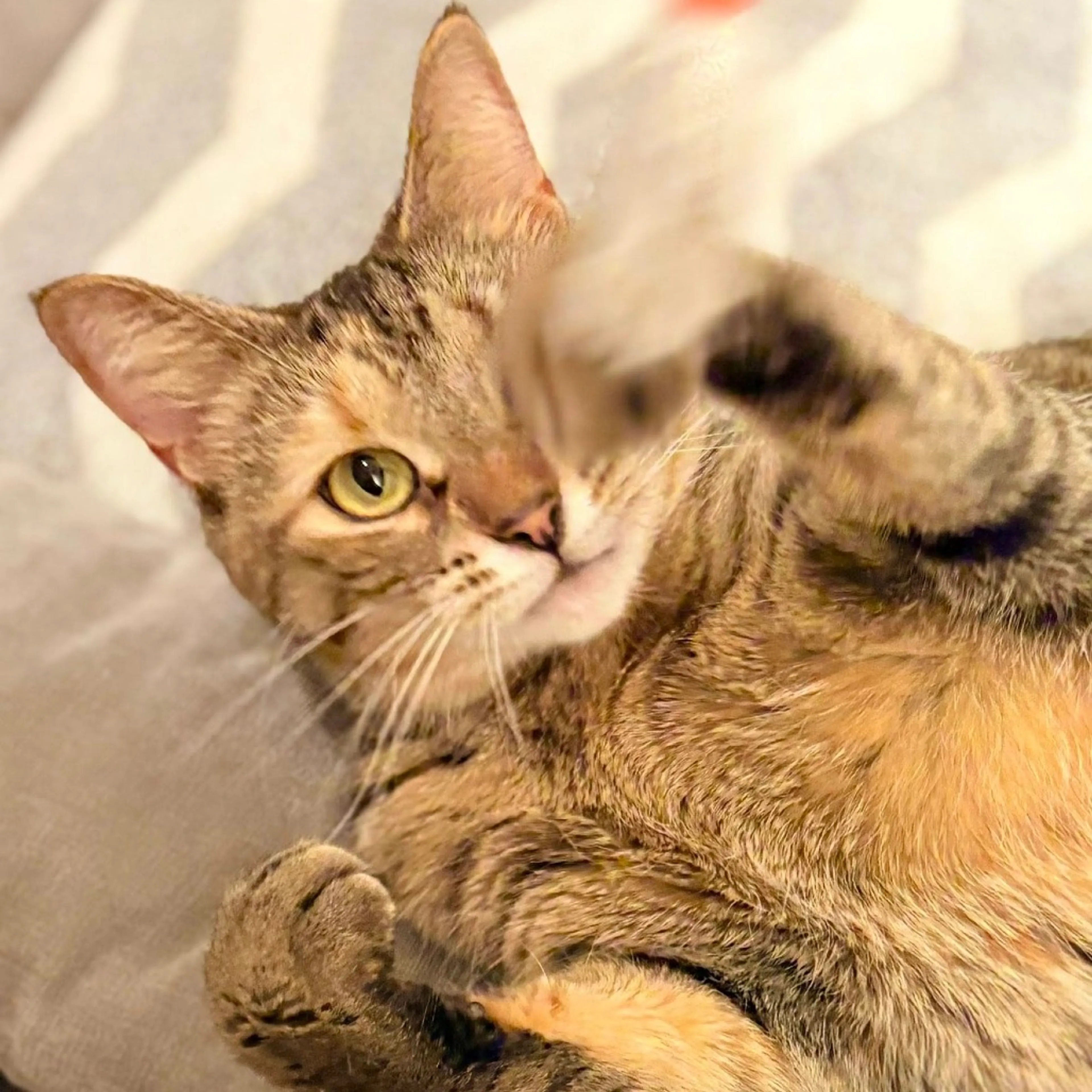 Found pet-4