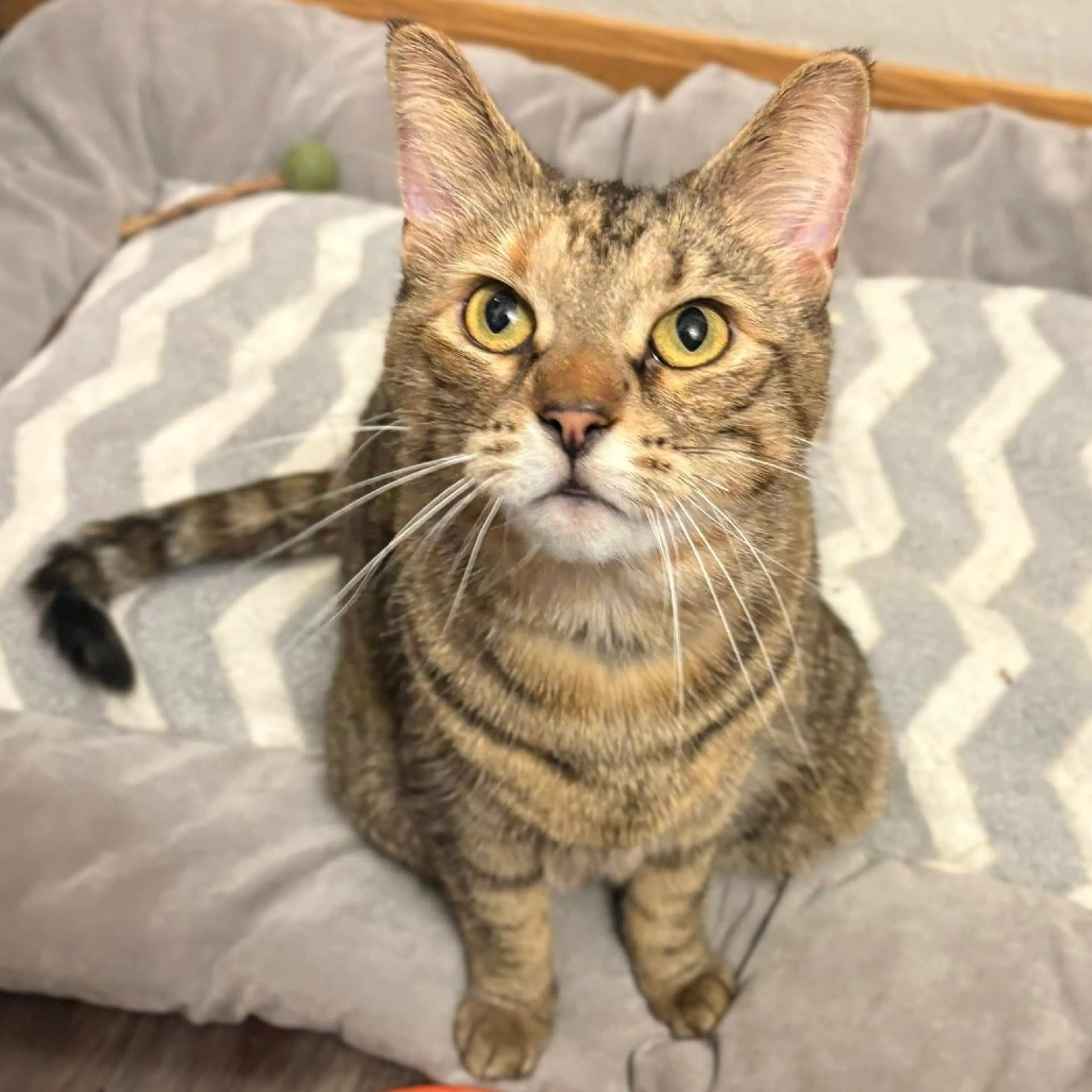 Found pet-2