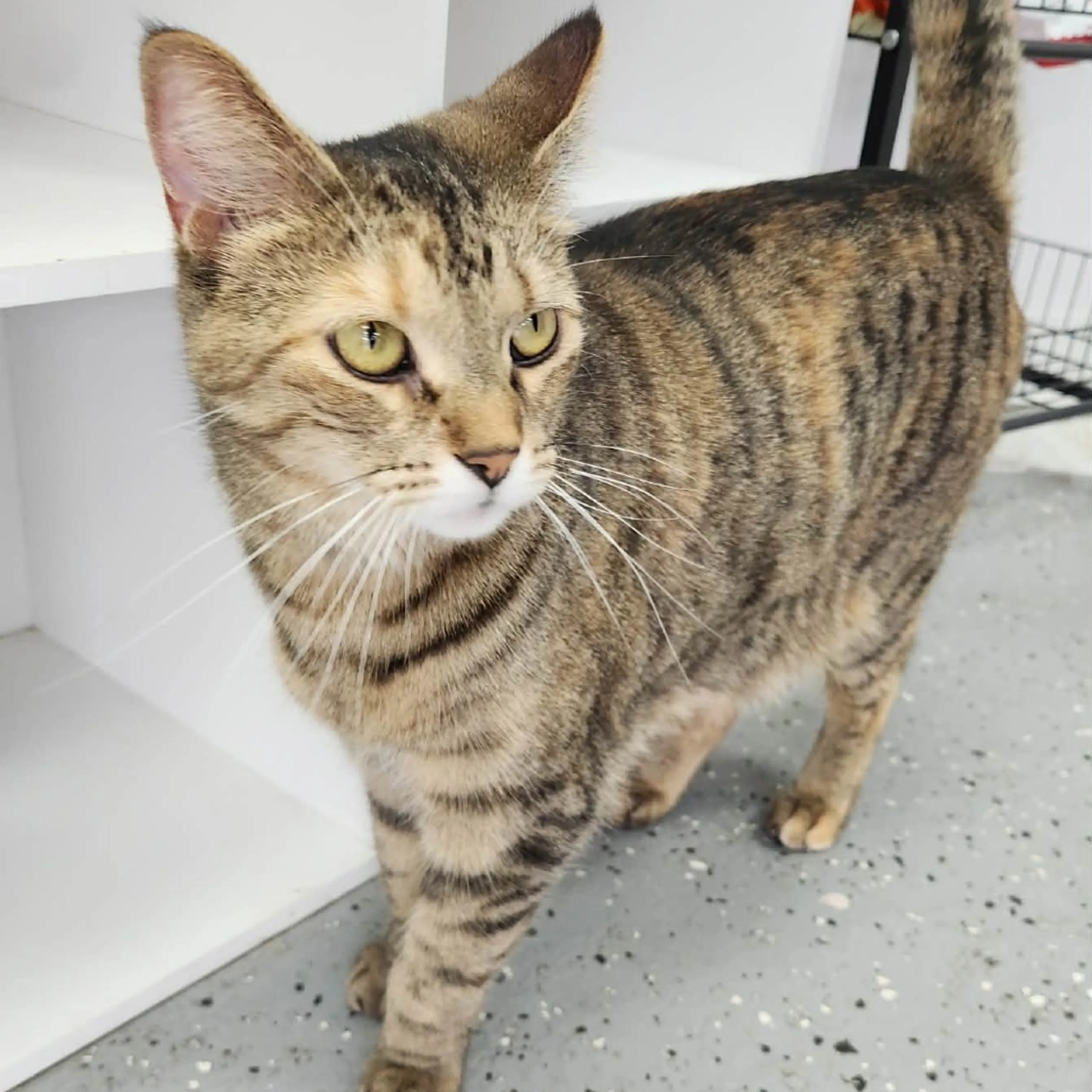 Found pet-9