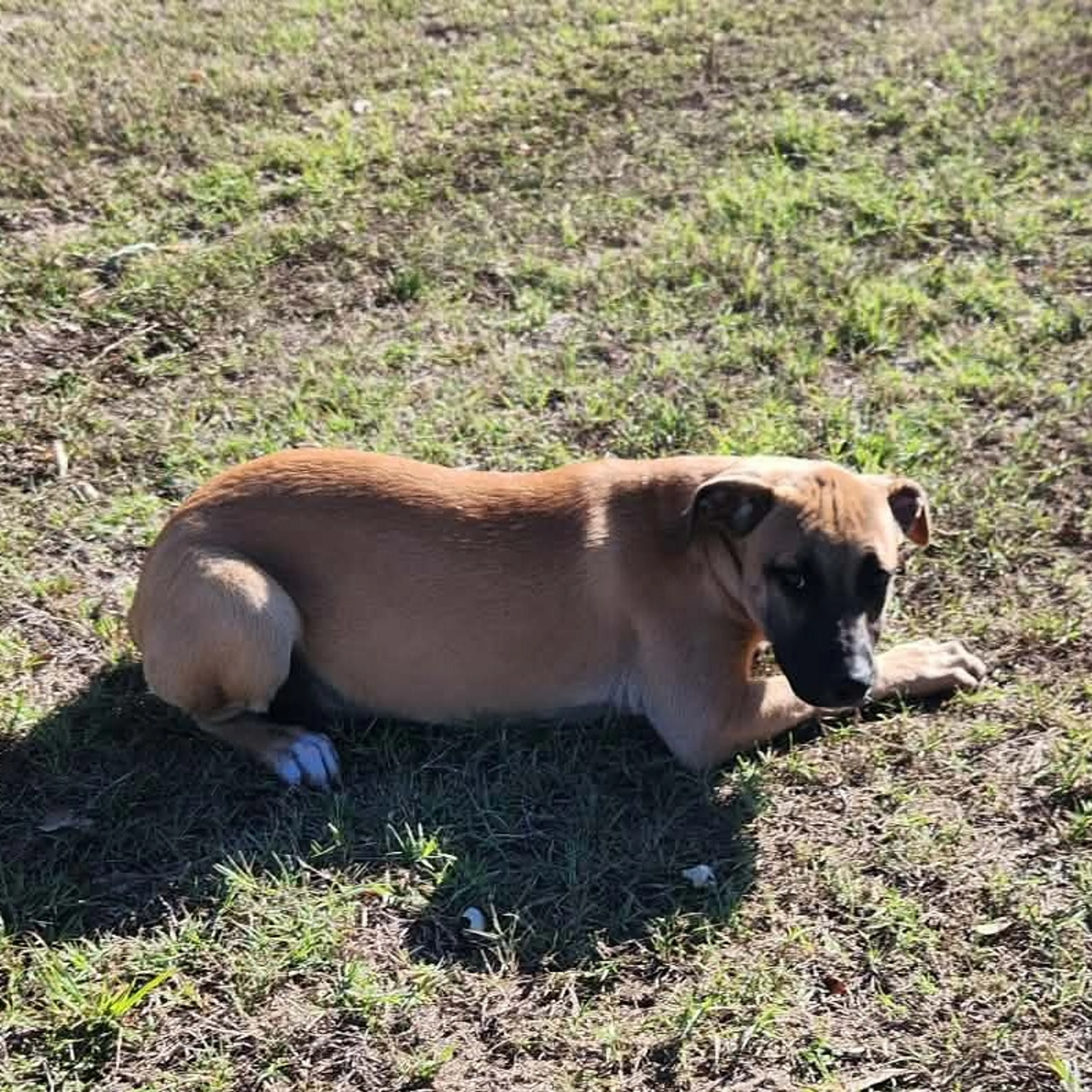 Found pet-11
