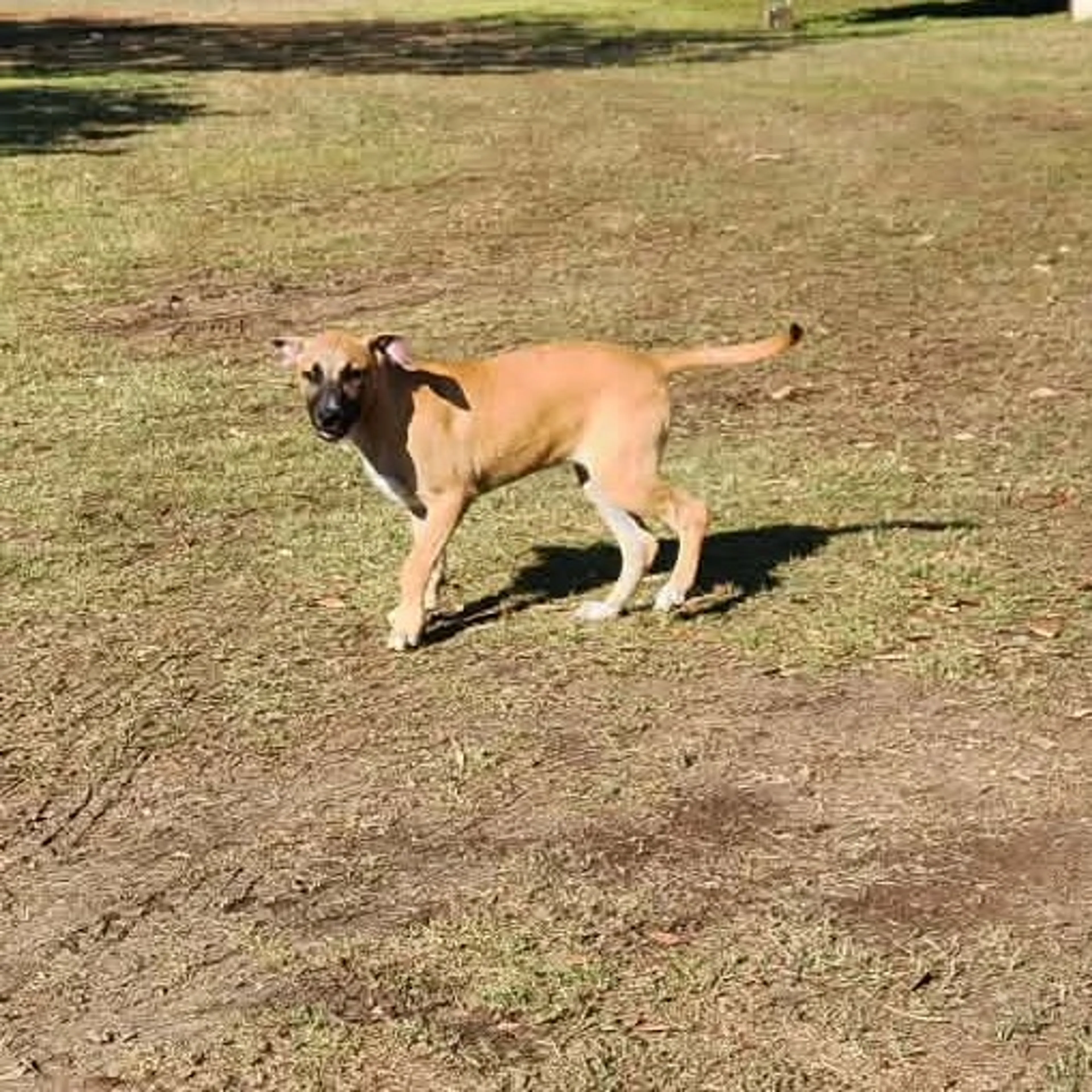 Found pet-8
