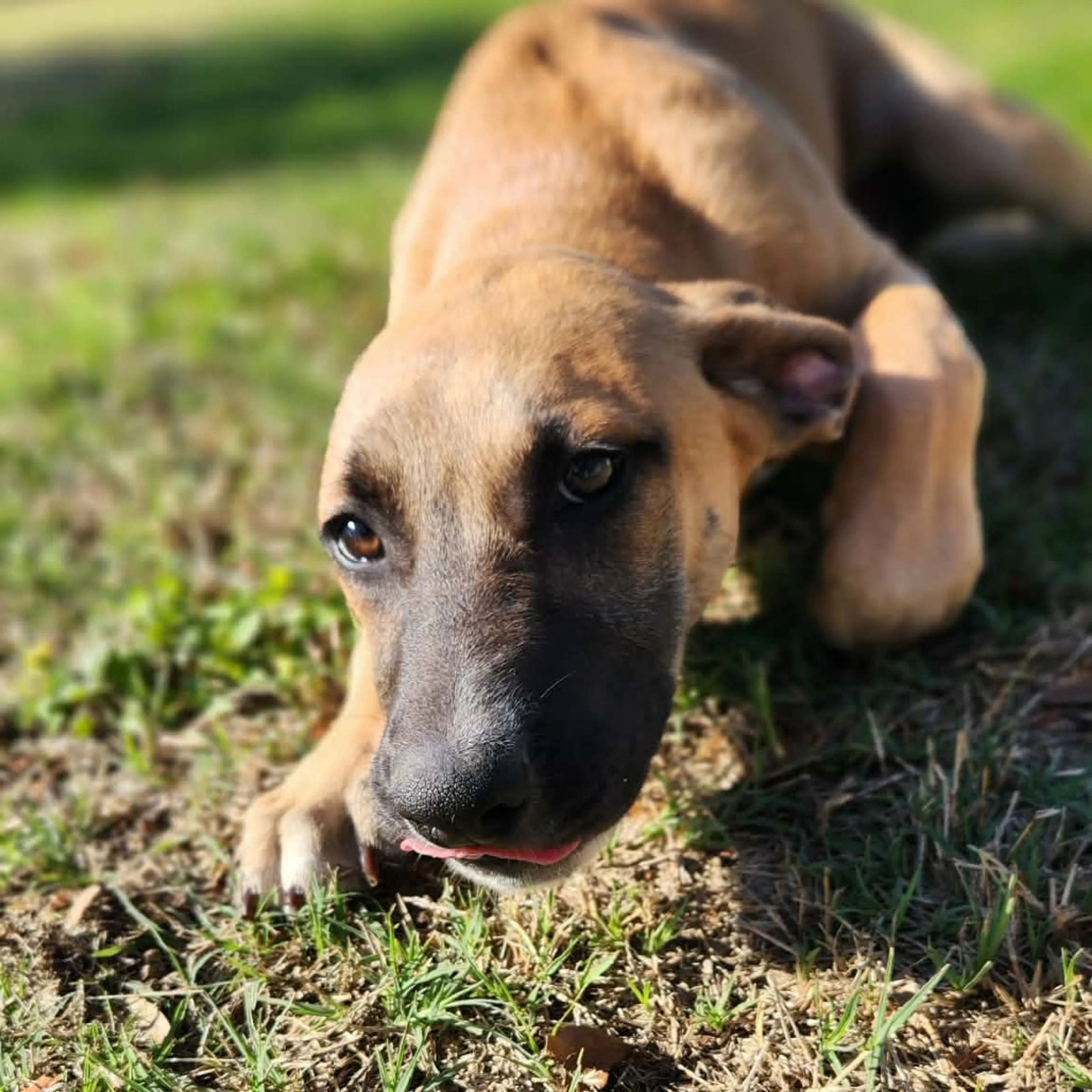 Found pet-6