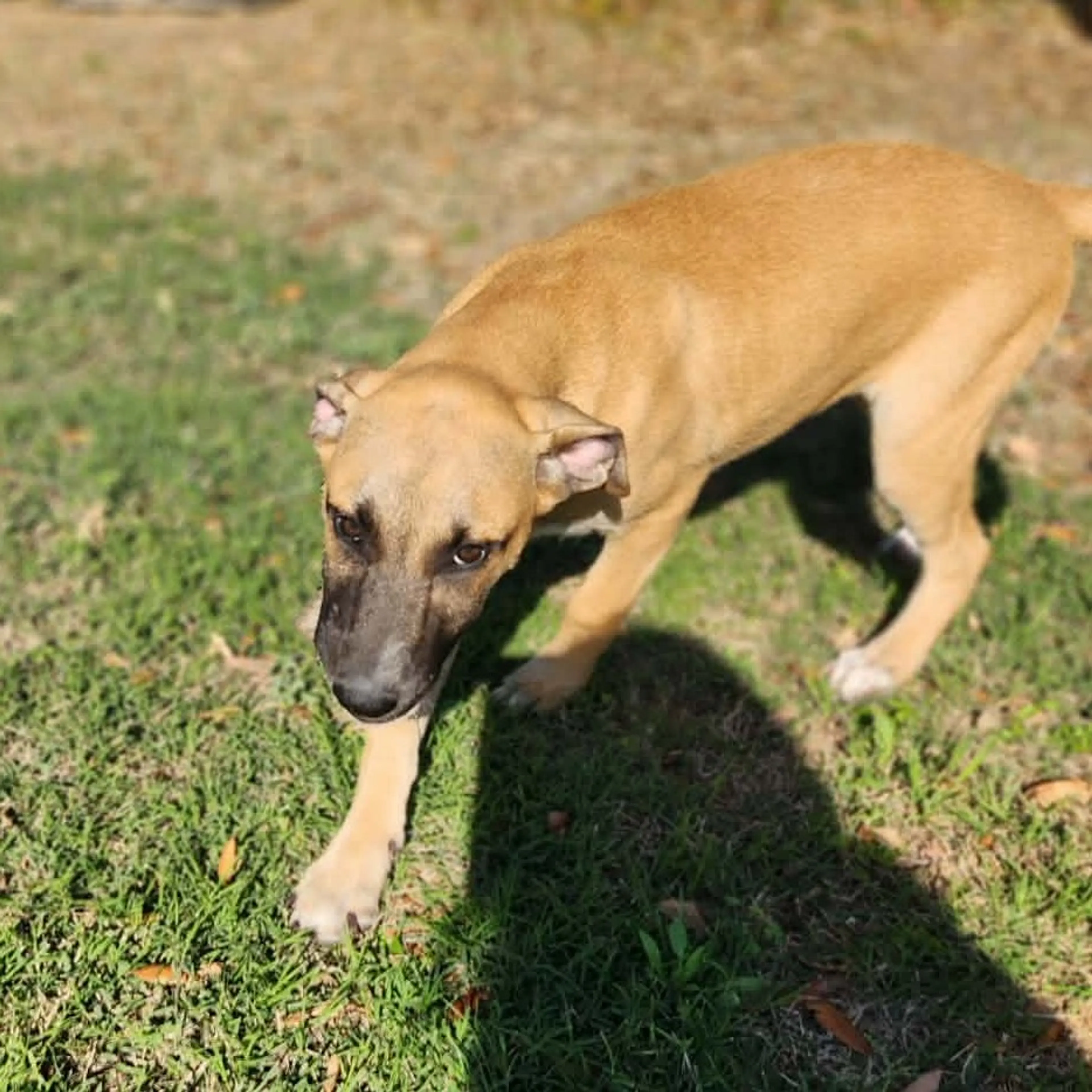 Found pet-5