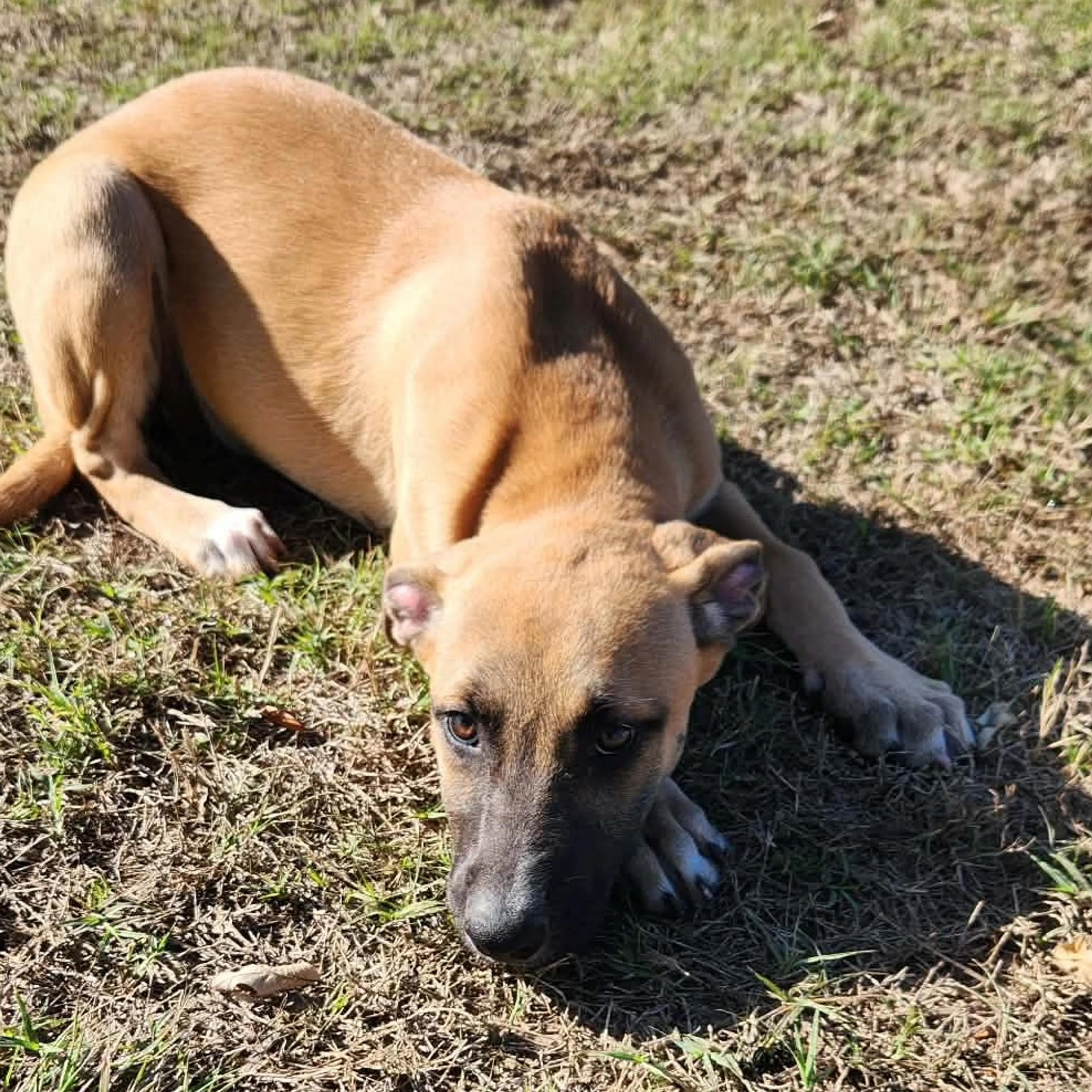 Found pet-12