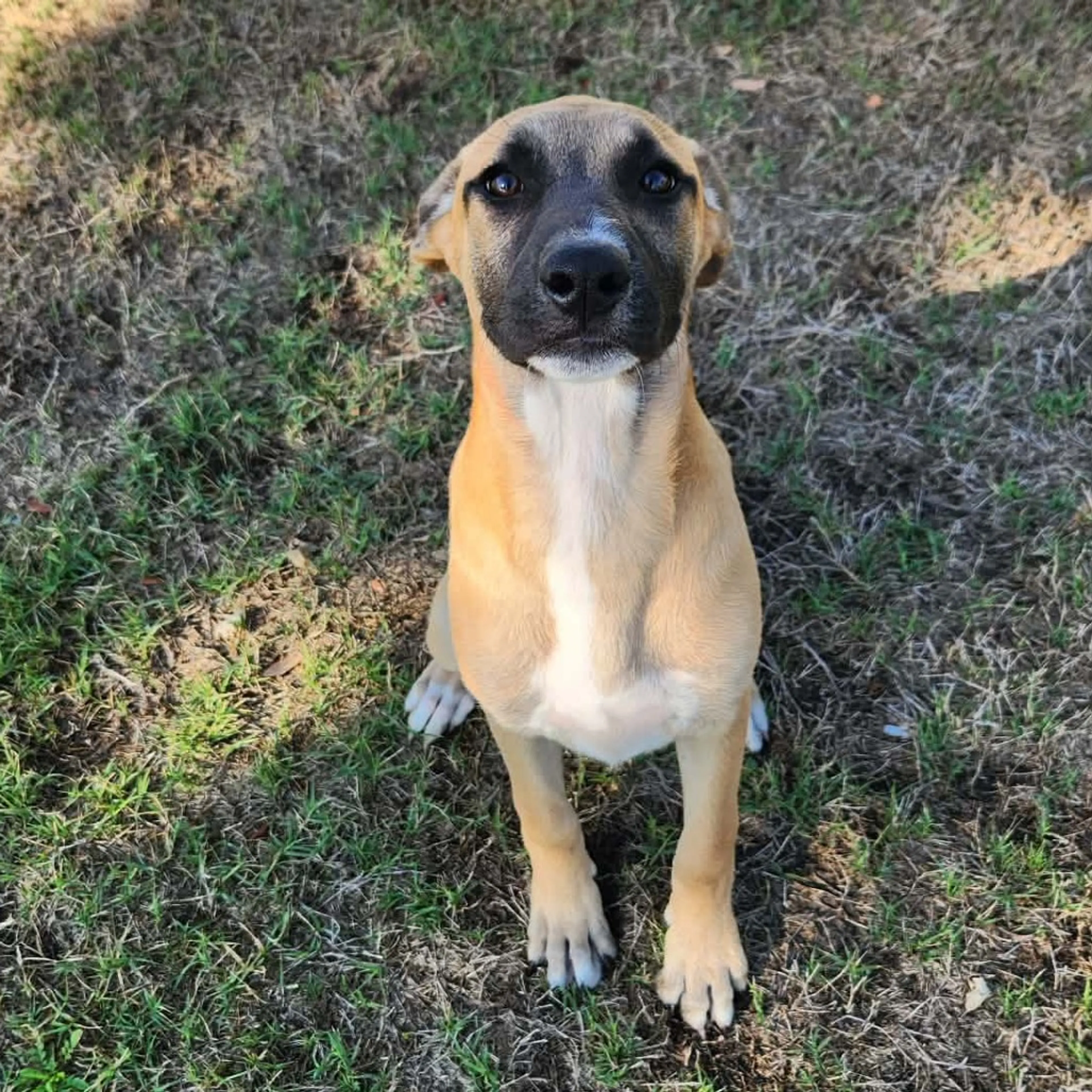 Found pet-2