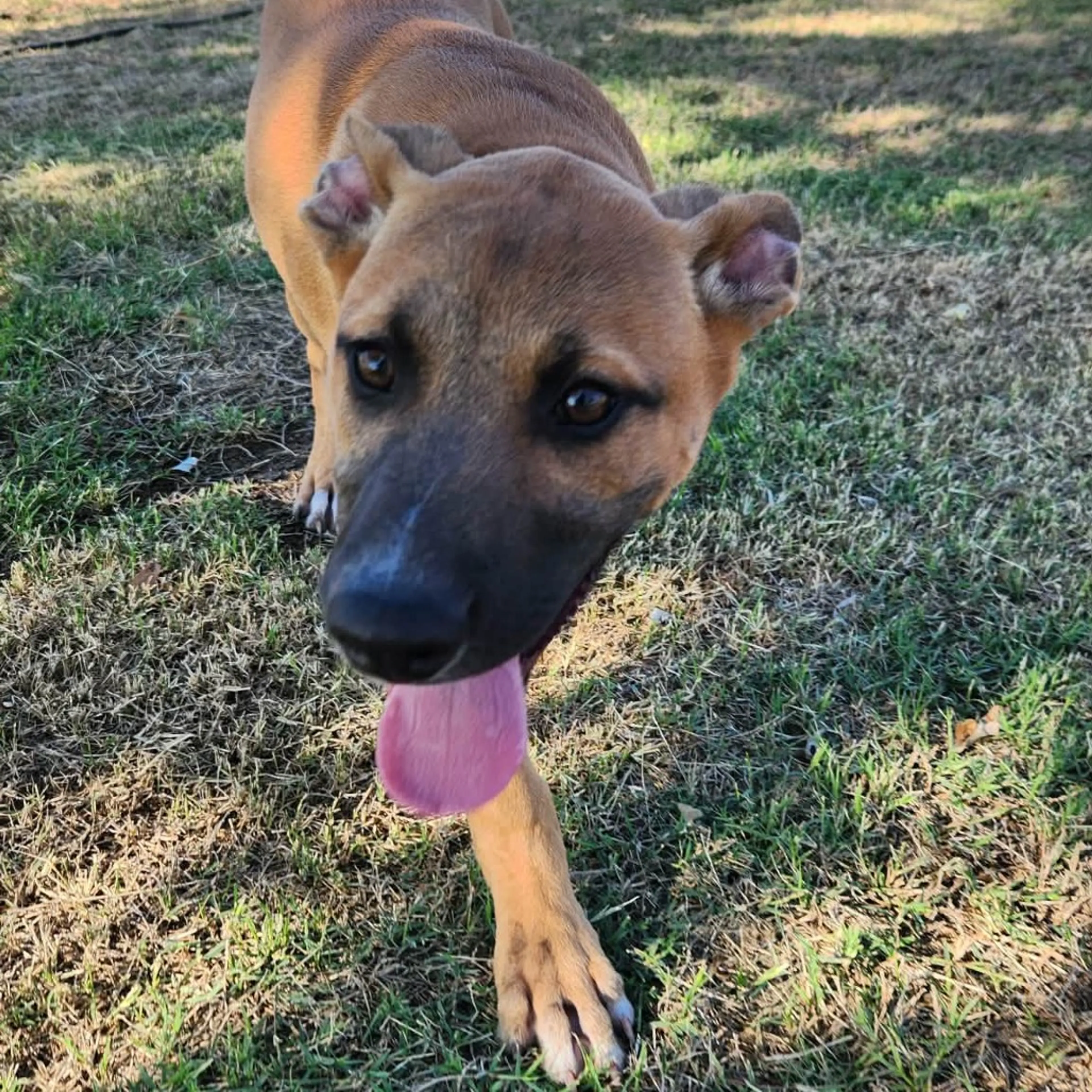 Found pet-12