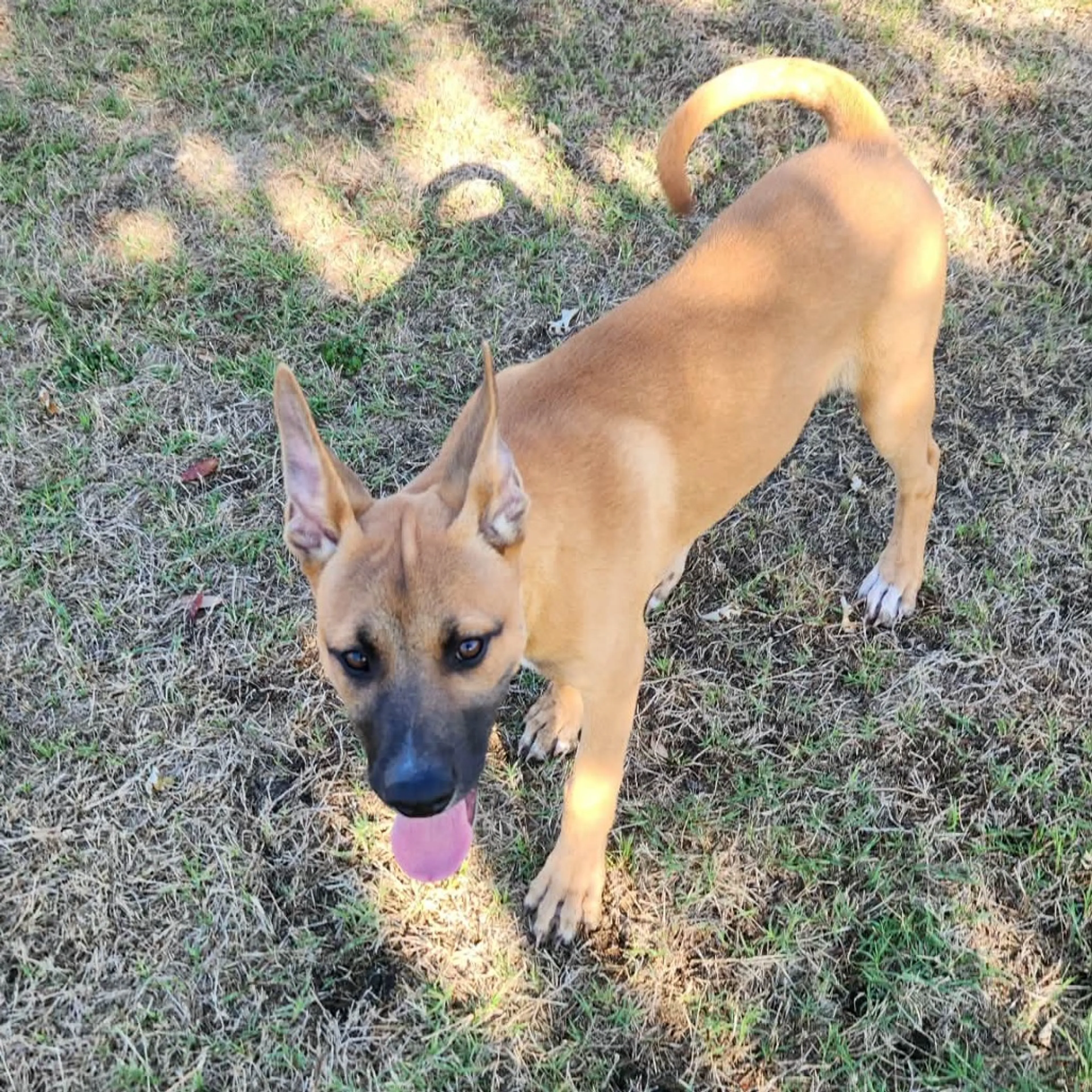 Found pet-9