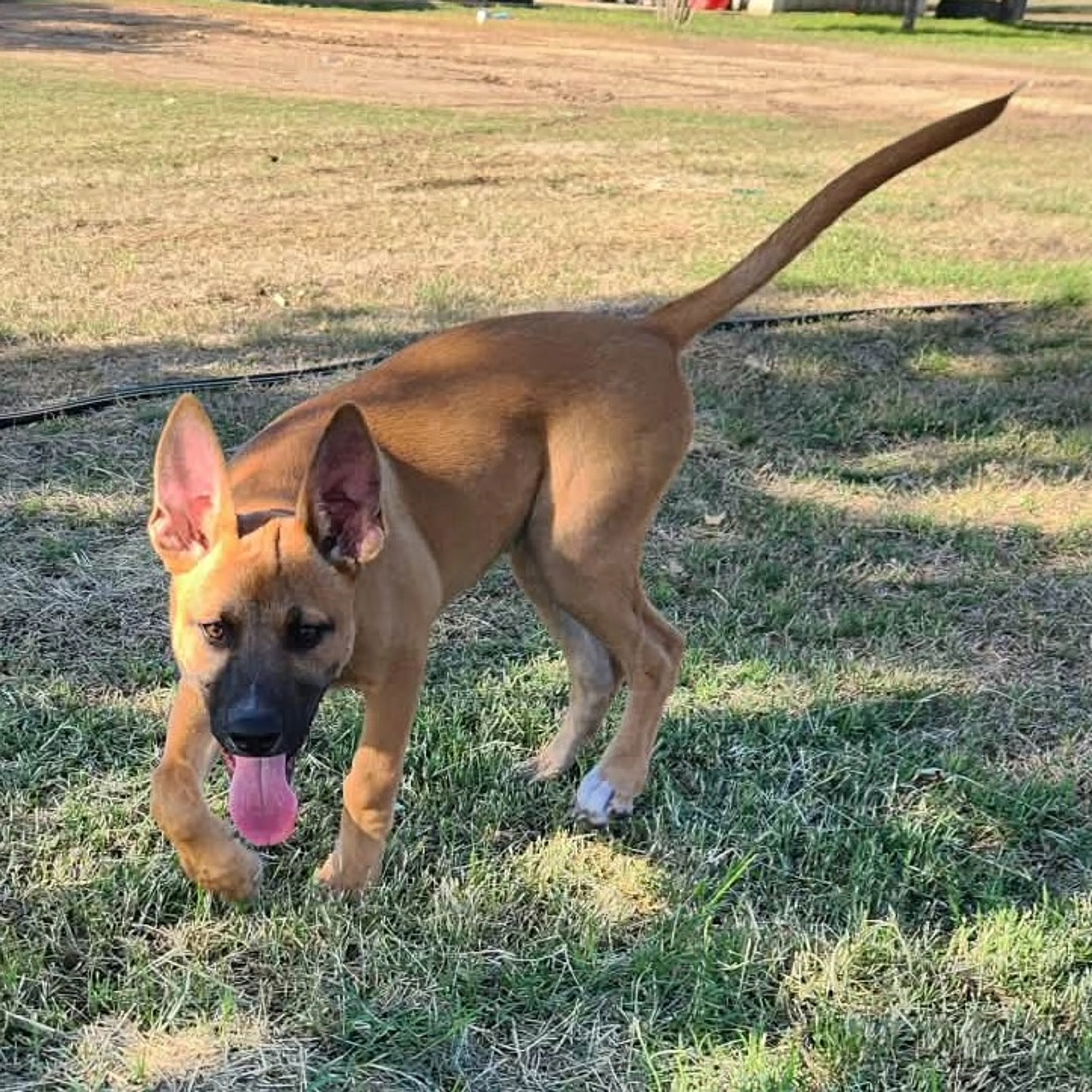 Found pet-11