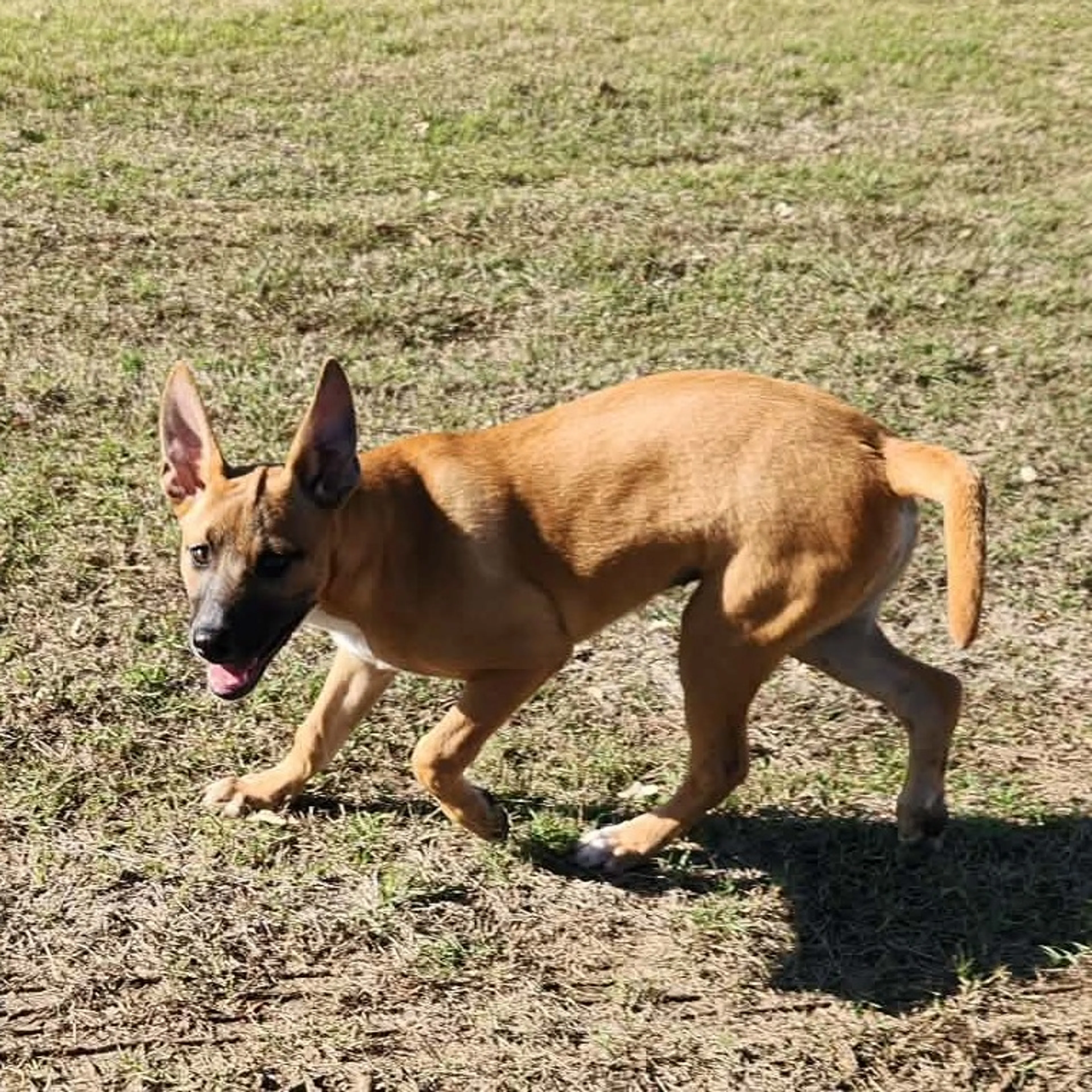Found pet-7