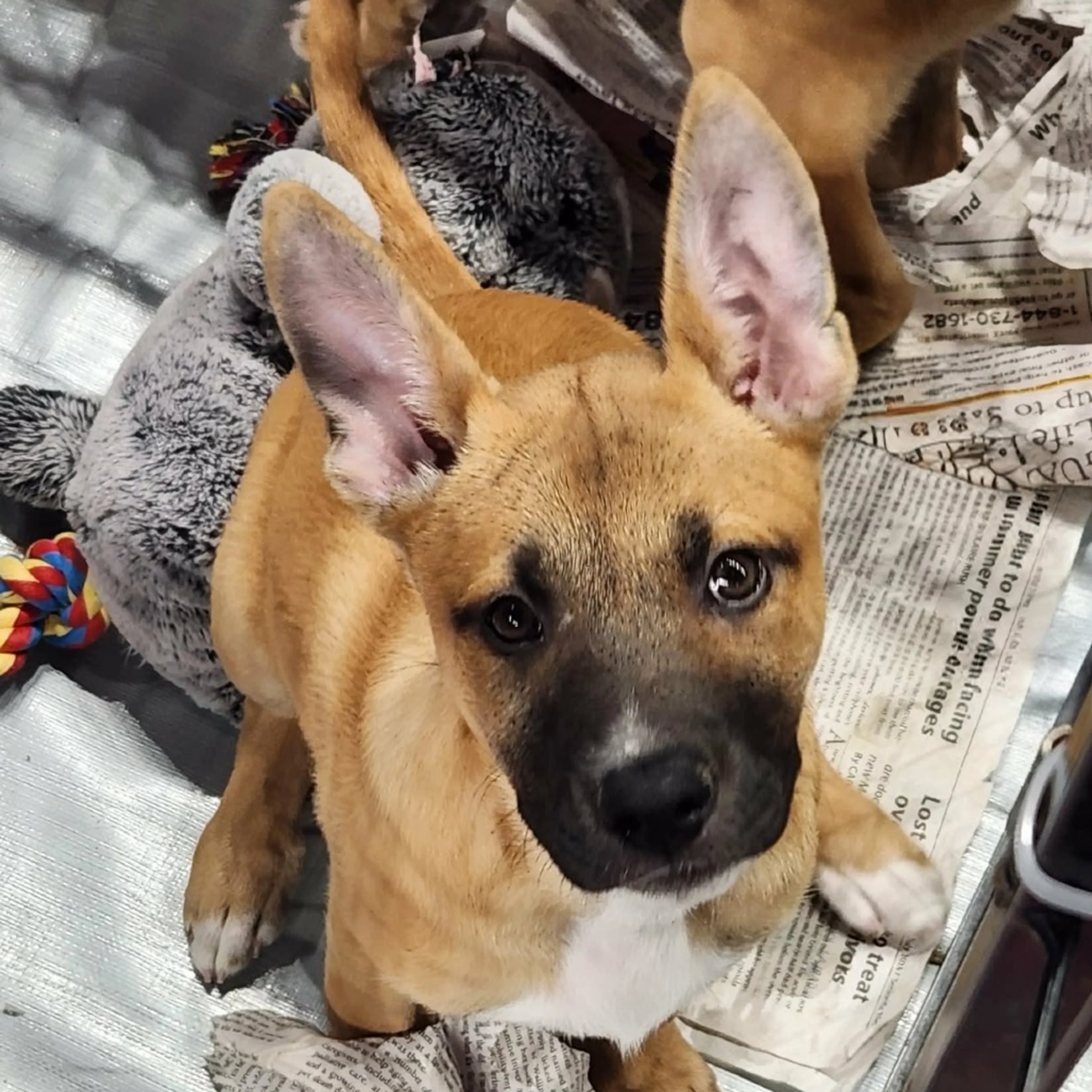 Found pet-2