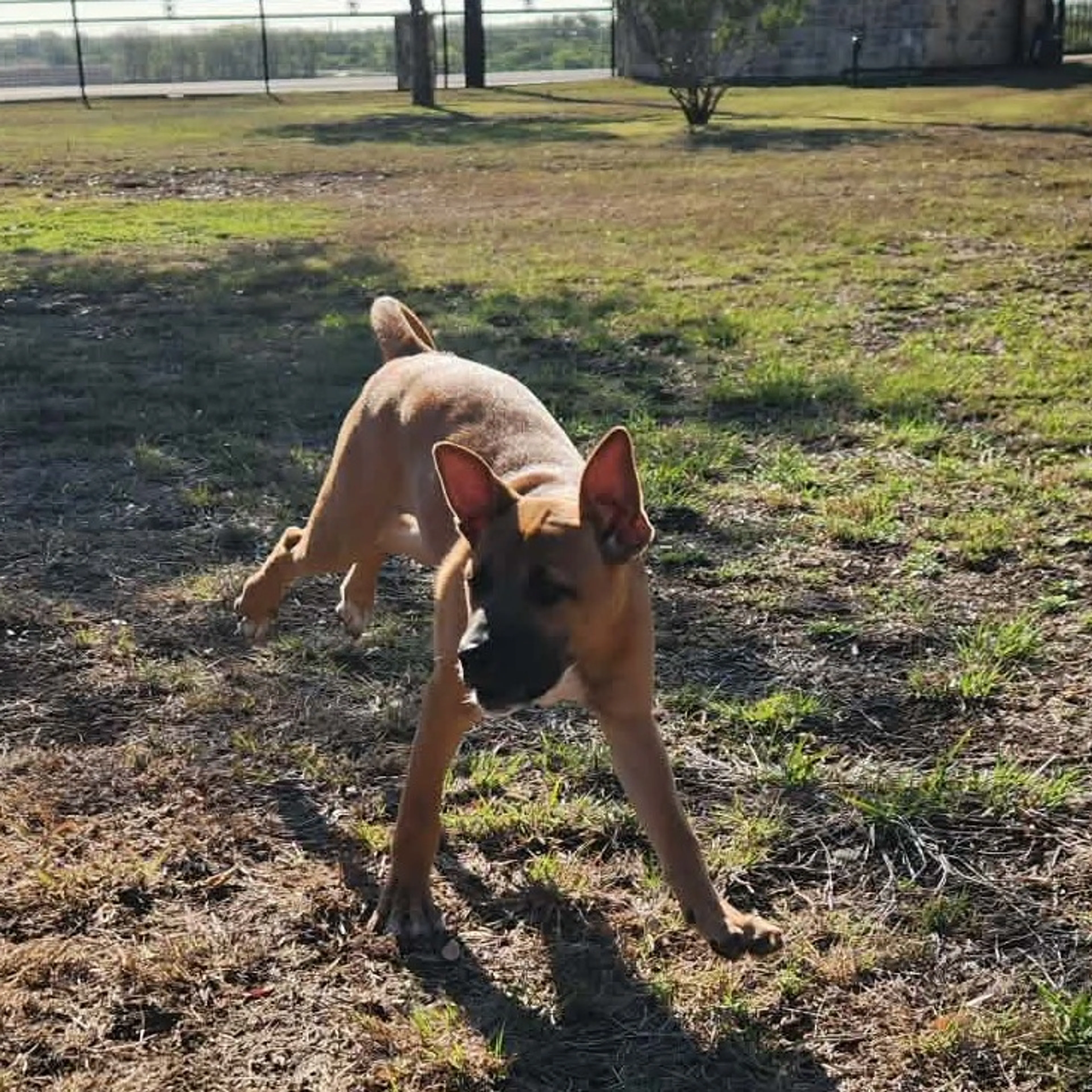 Found pet-6