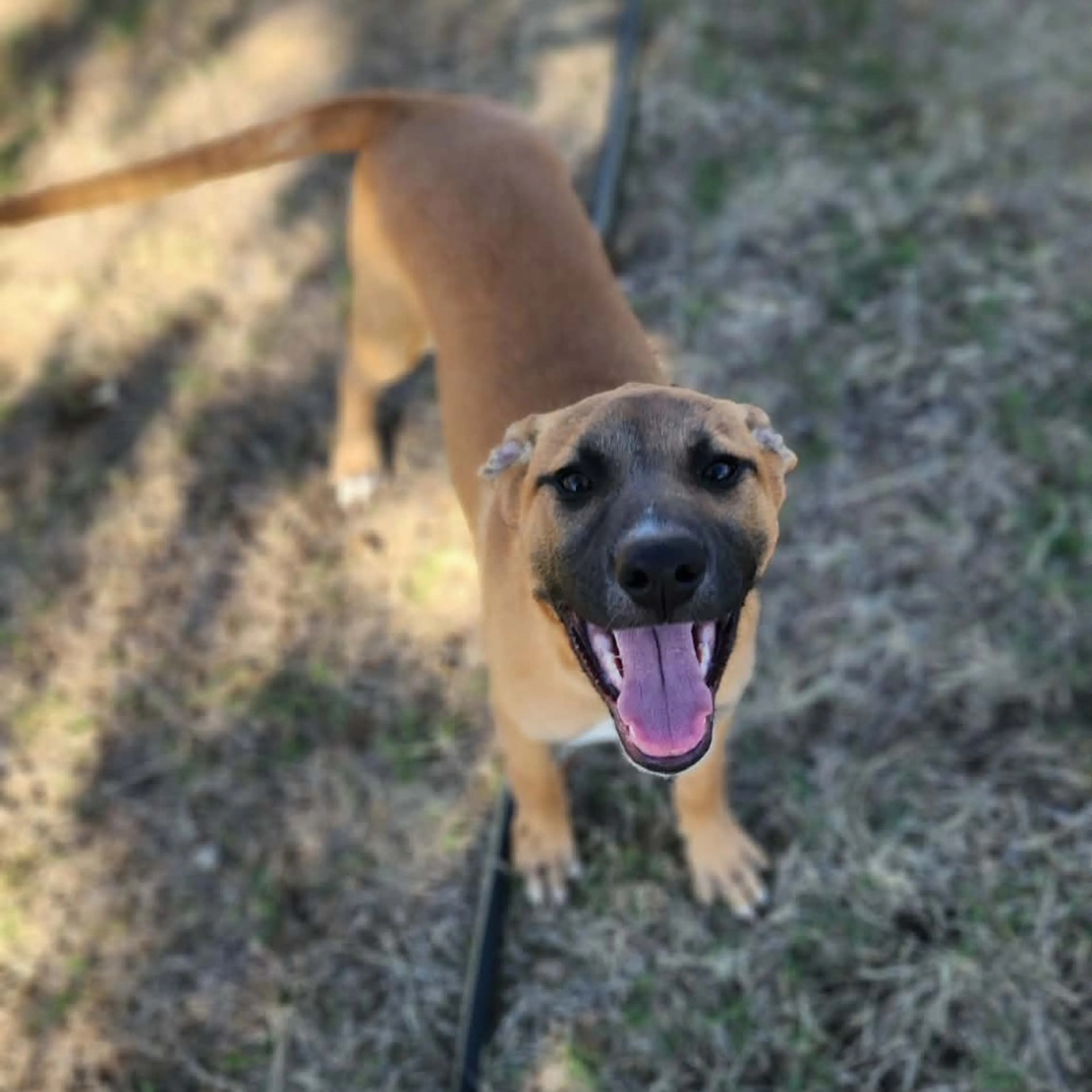 Found pet-8
