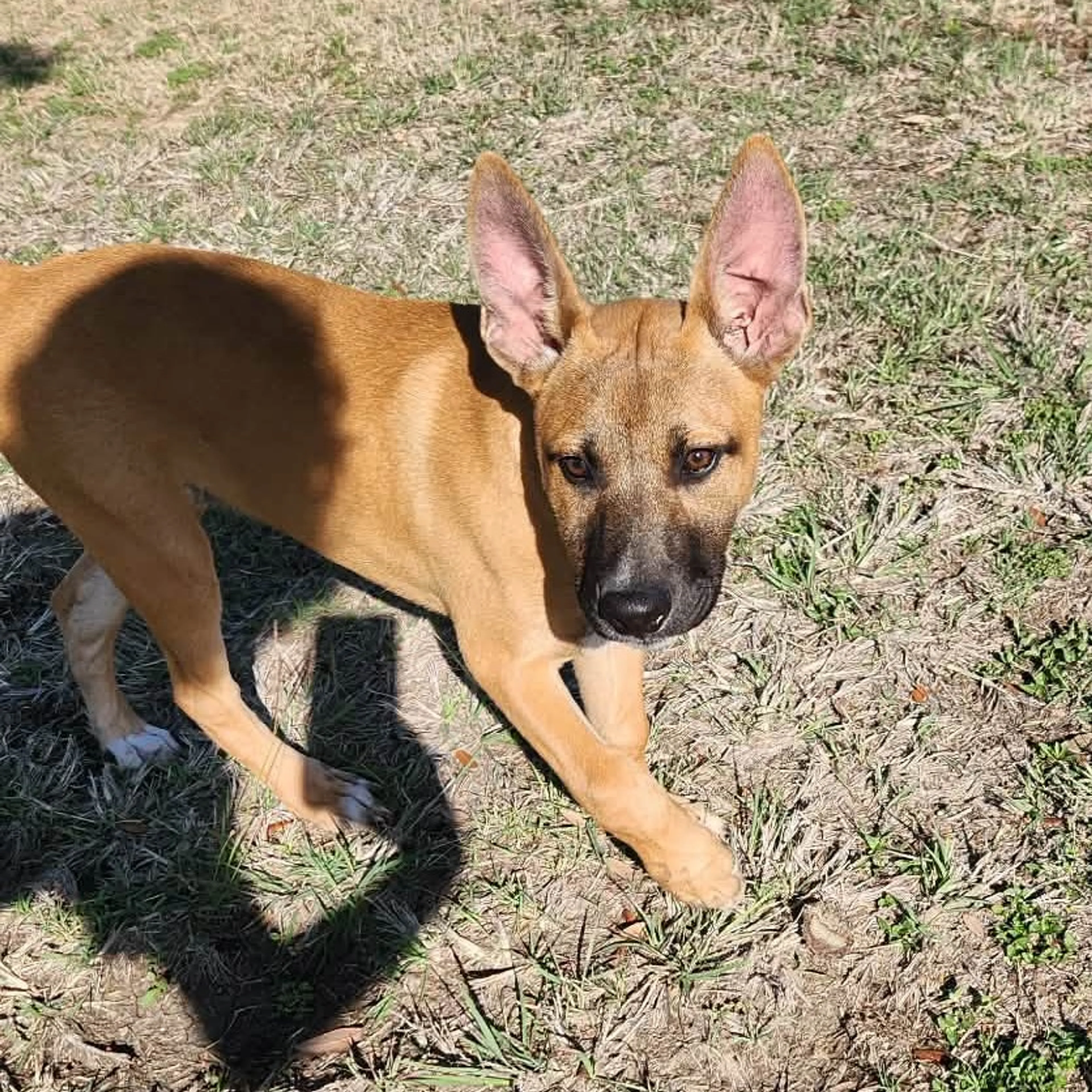 Found pet-13