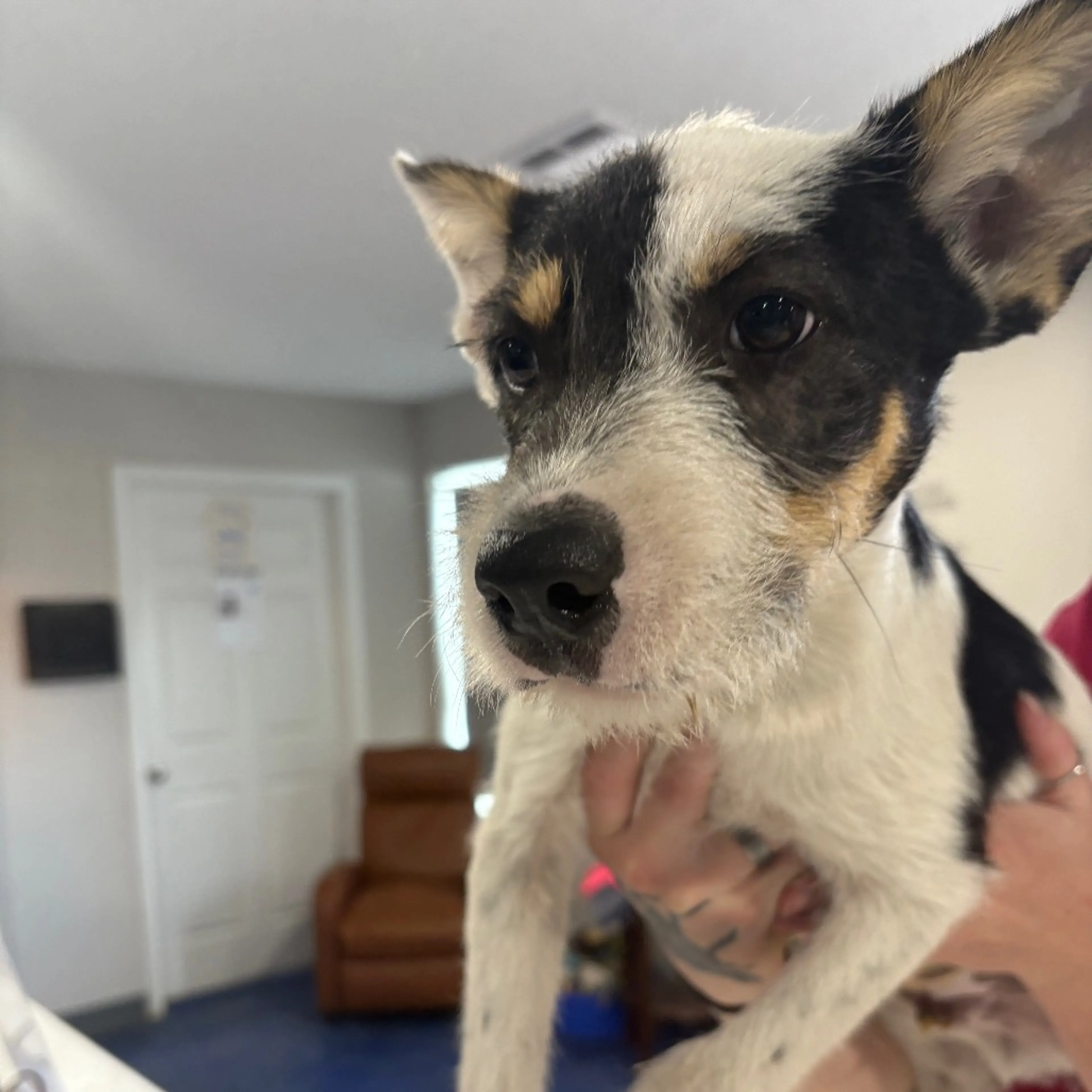 Found pet