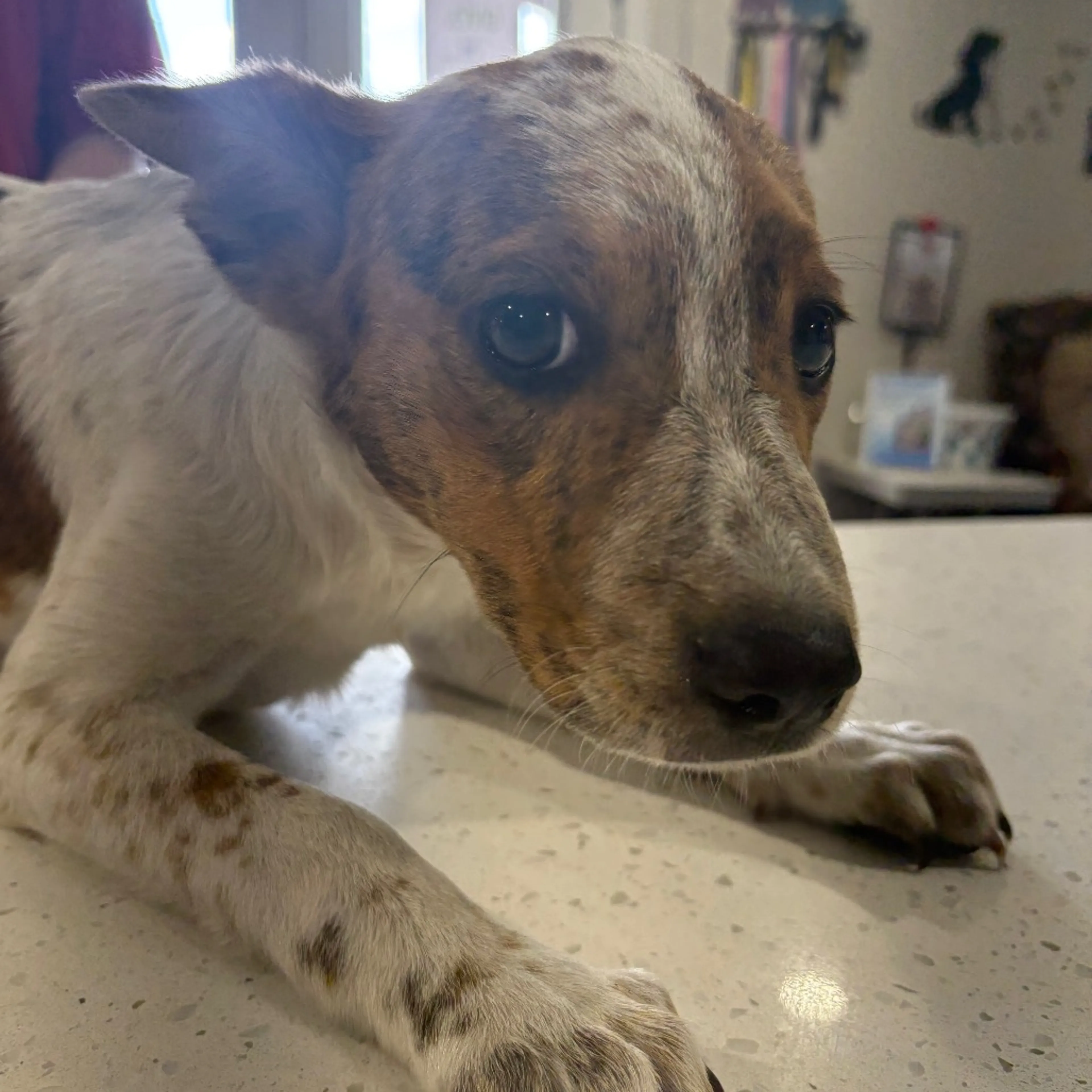 Found pet