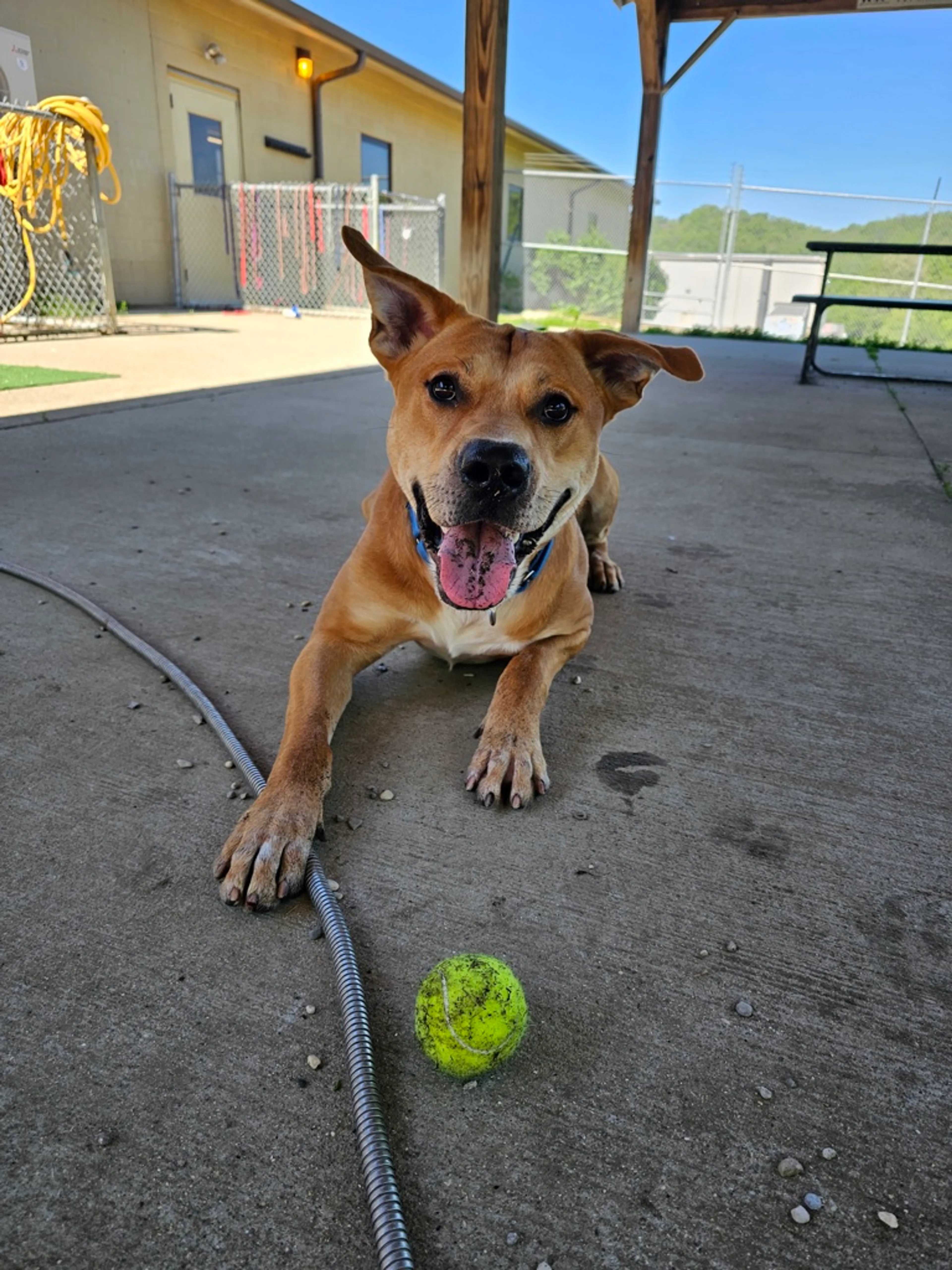 Found pet-6