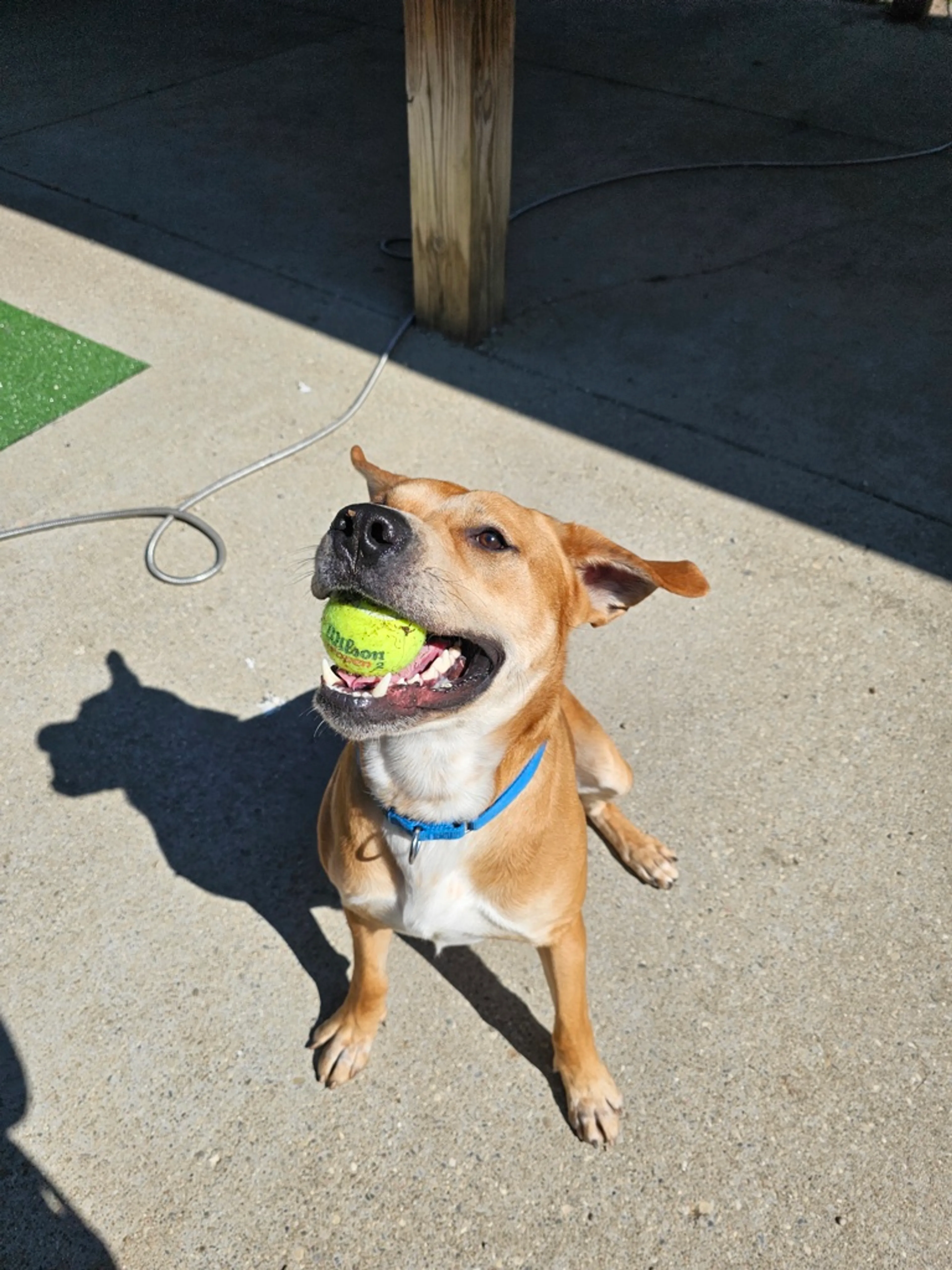 Found pet-9