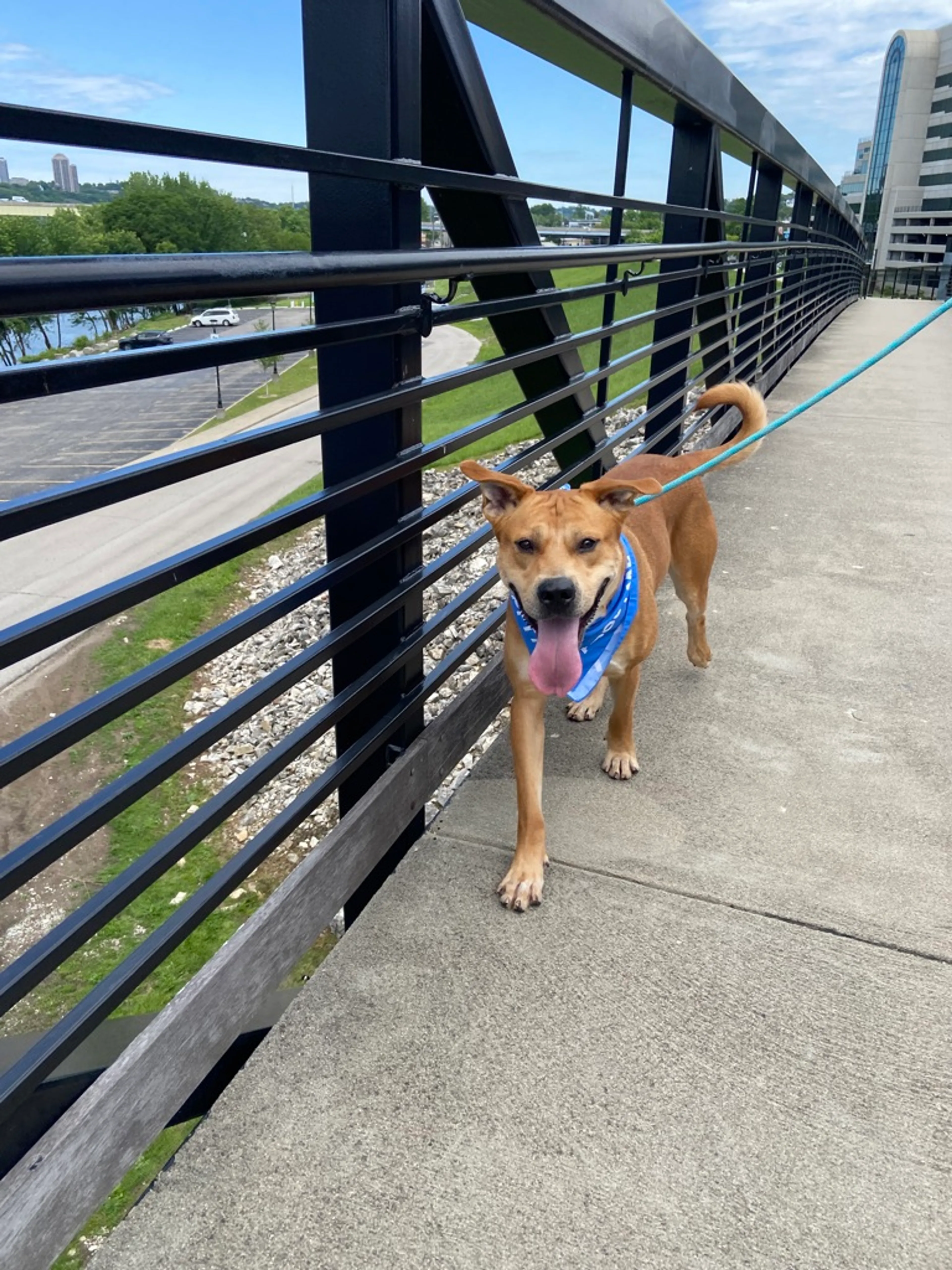 Found pet-2